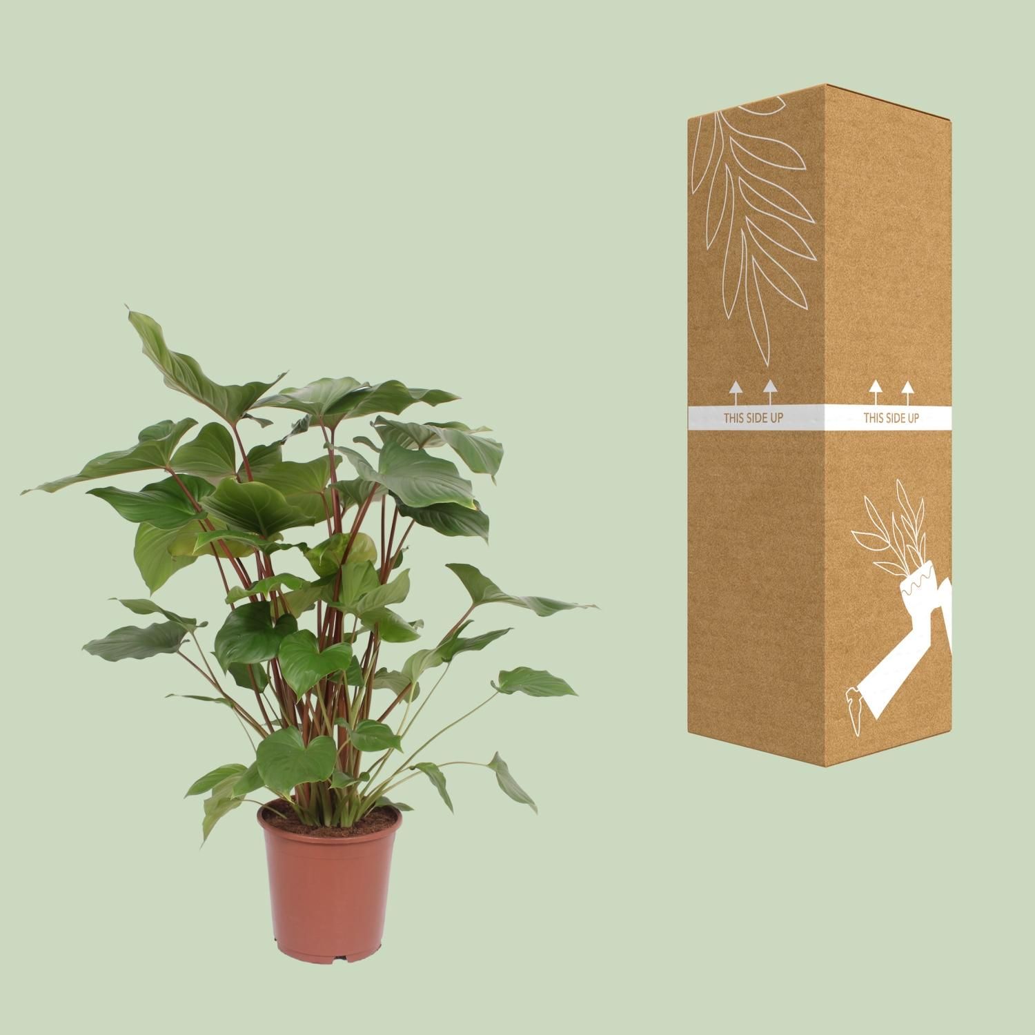 Homalomena Rubescens Maggy Zimmerpflanze