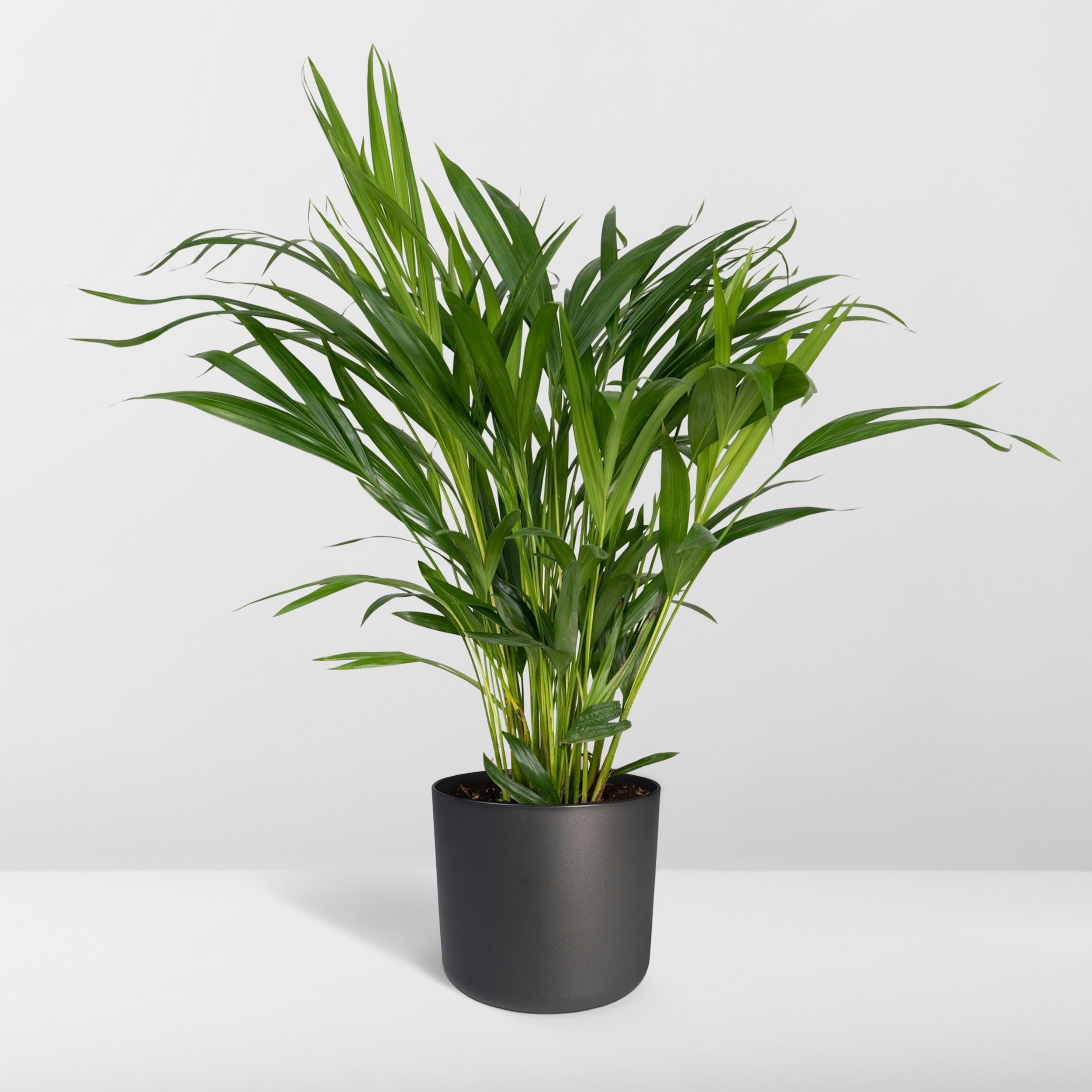 Areca-Palme Zimmerpflanze Dypsis Lutescens