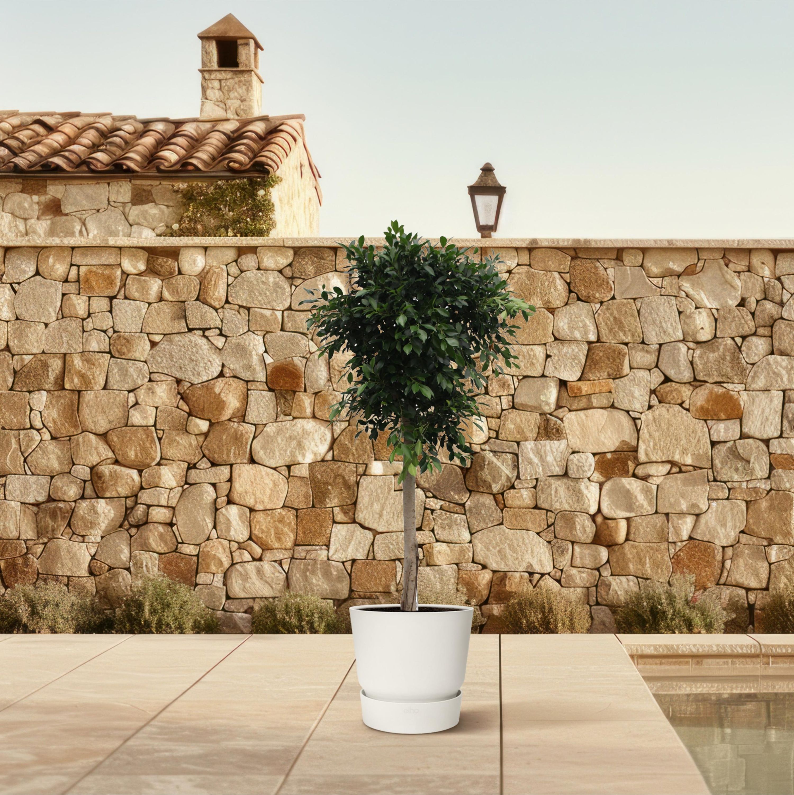 Ficus Nitida dekorativer Zimmerbaum