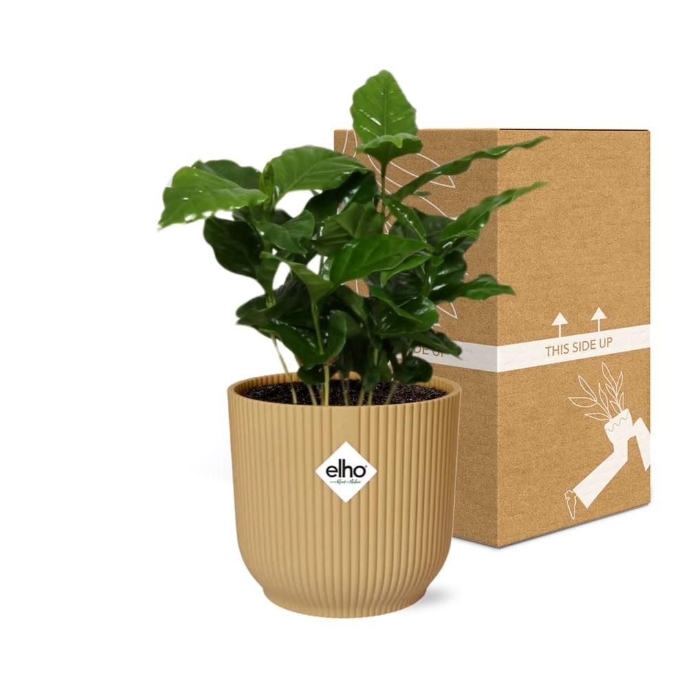 Coffea Arabica Zimmerpflanze im ELHO Vibes Fold Übertopf