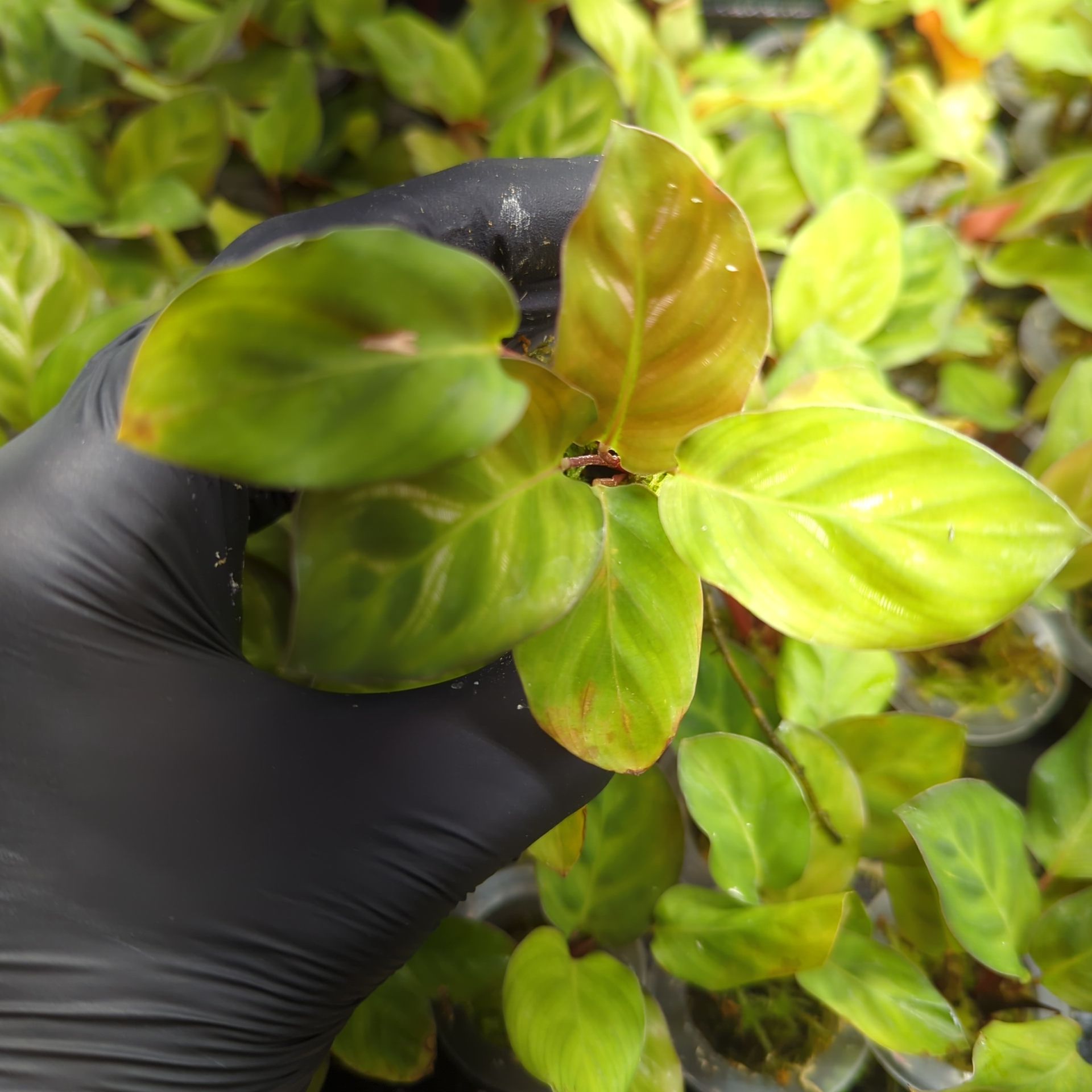 Baby Calathea makoyana + selbstbewässernder Übertopf