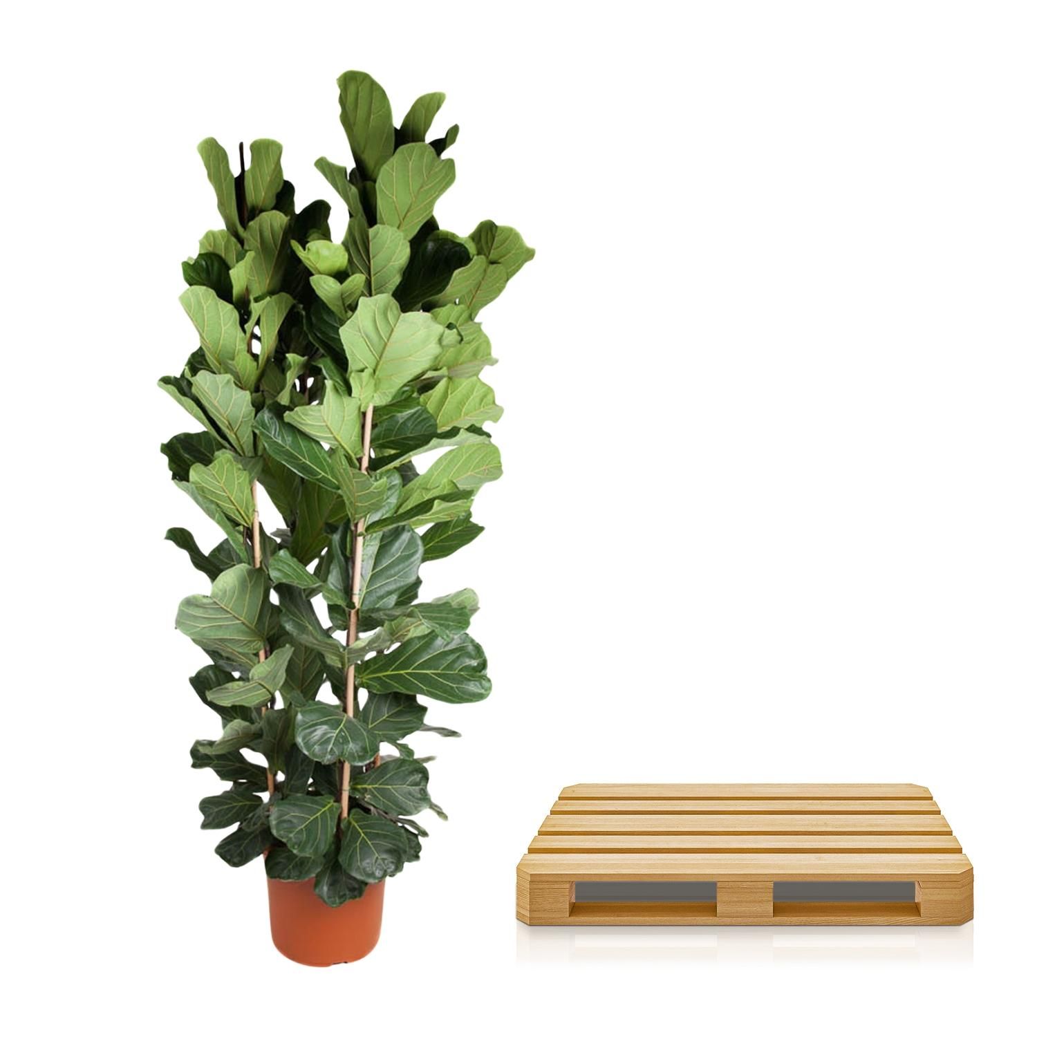 Ficus Lyrata Geigenfeige Zimmerpflanze