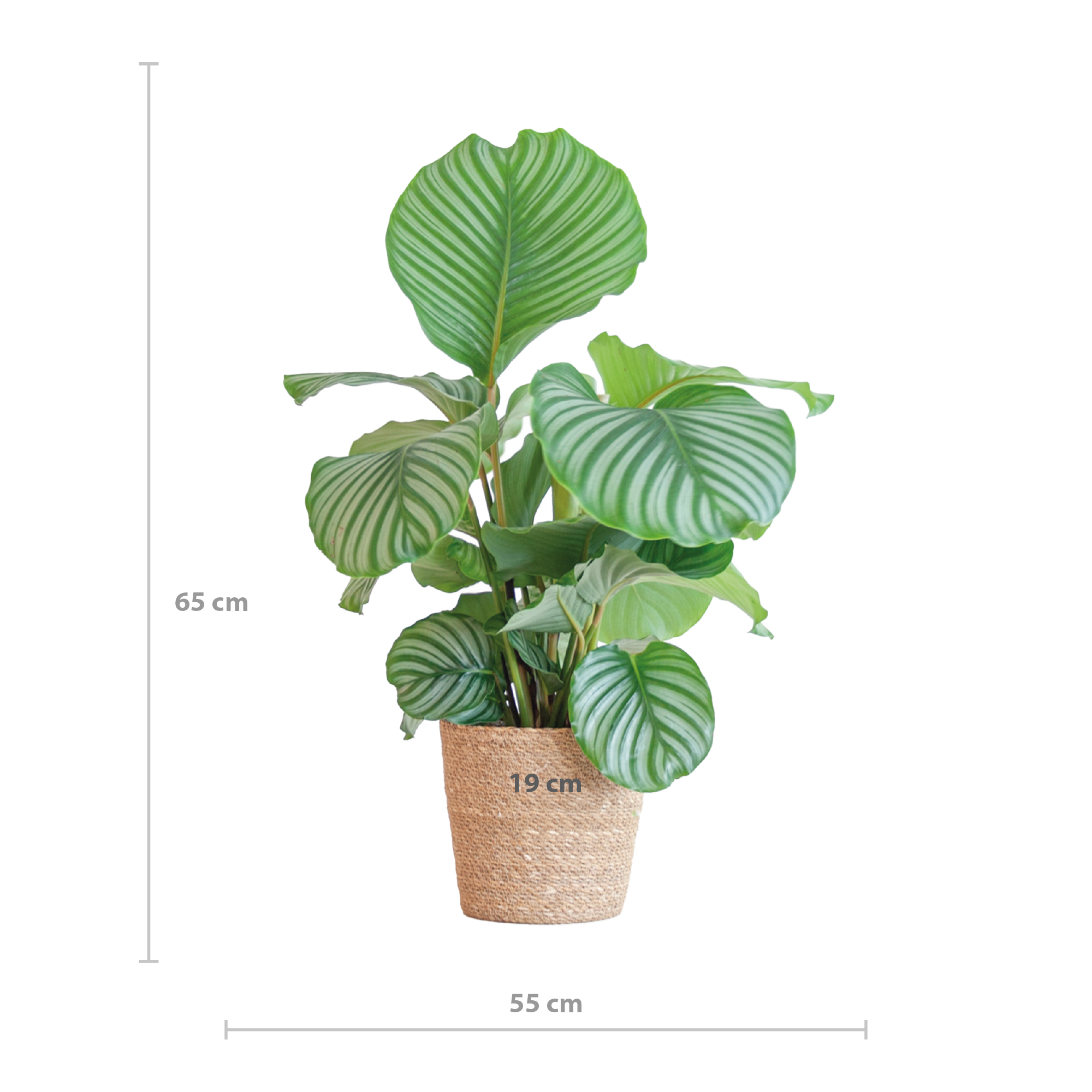 Tropische Calathea Orbifolia | In Sofia Korb Natur | 65cm Hoch