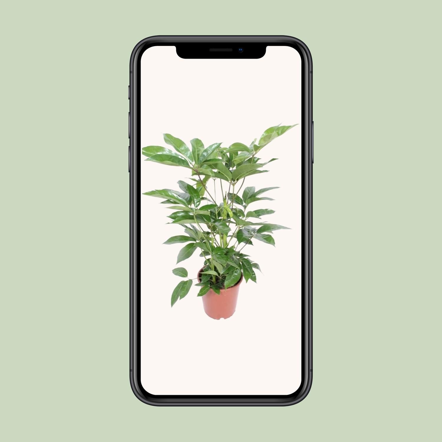 Schefflera Actinophylla Amate Zimmerpflanze