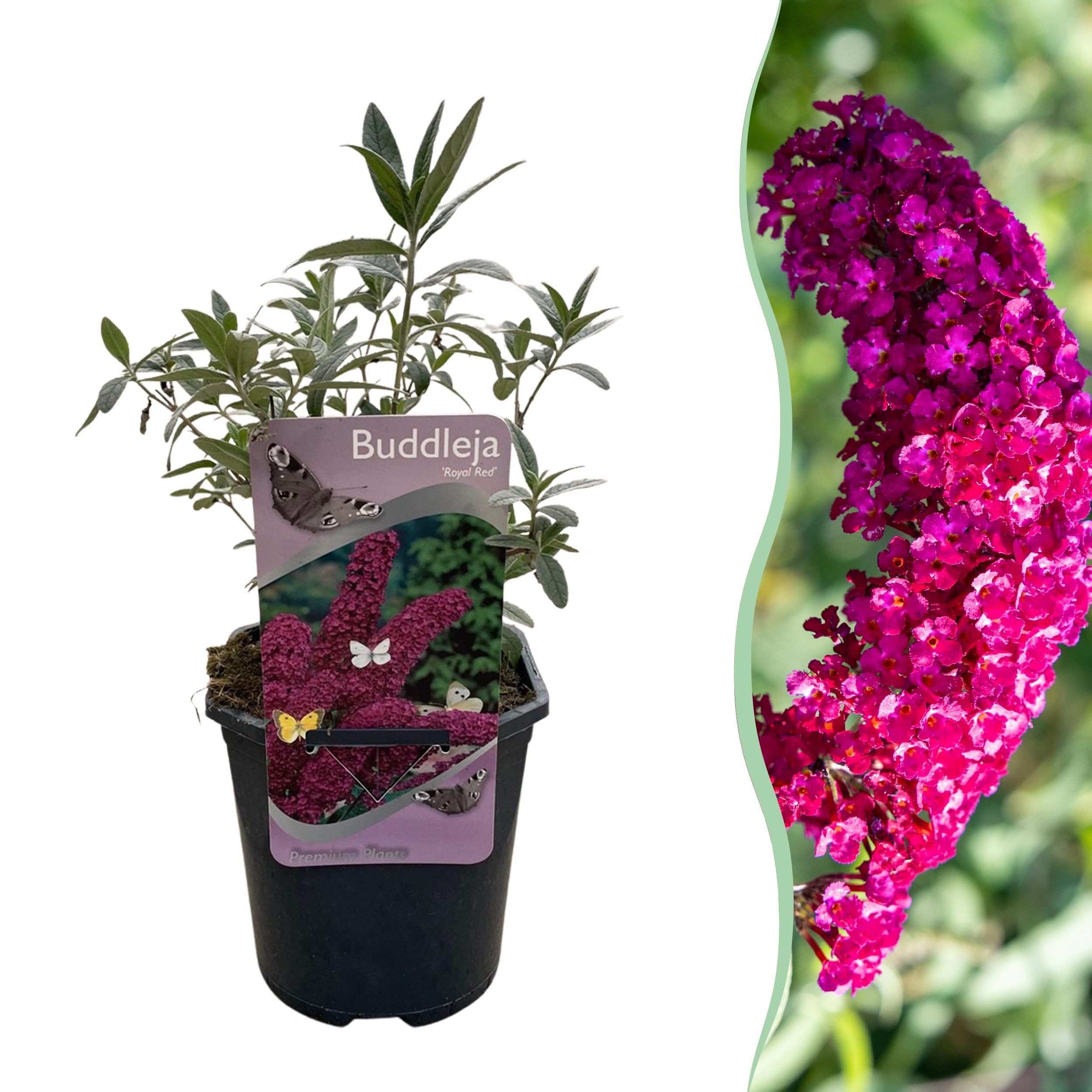 Schmetterlingsstrauch Buddleja davidii | Rote Blüten | Schmetterlingsanziehend | 1 Pflanze