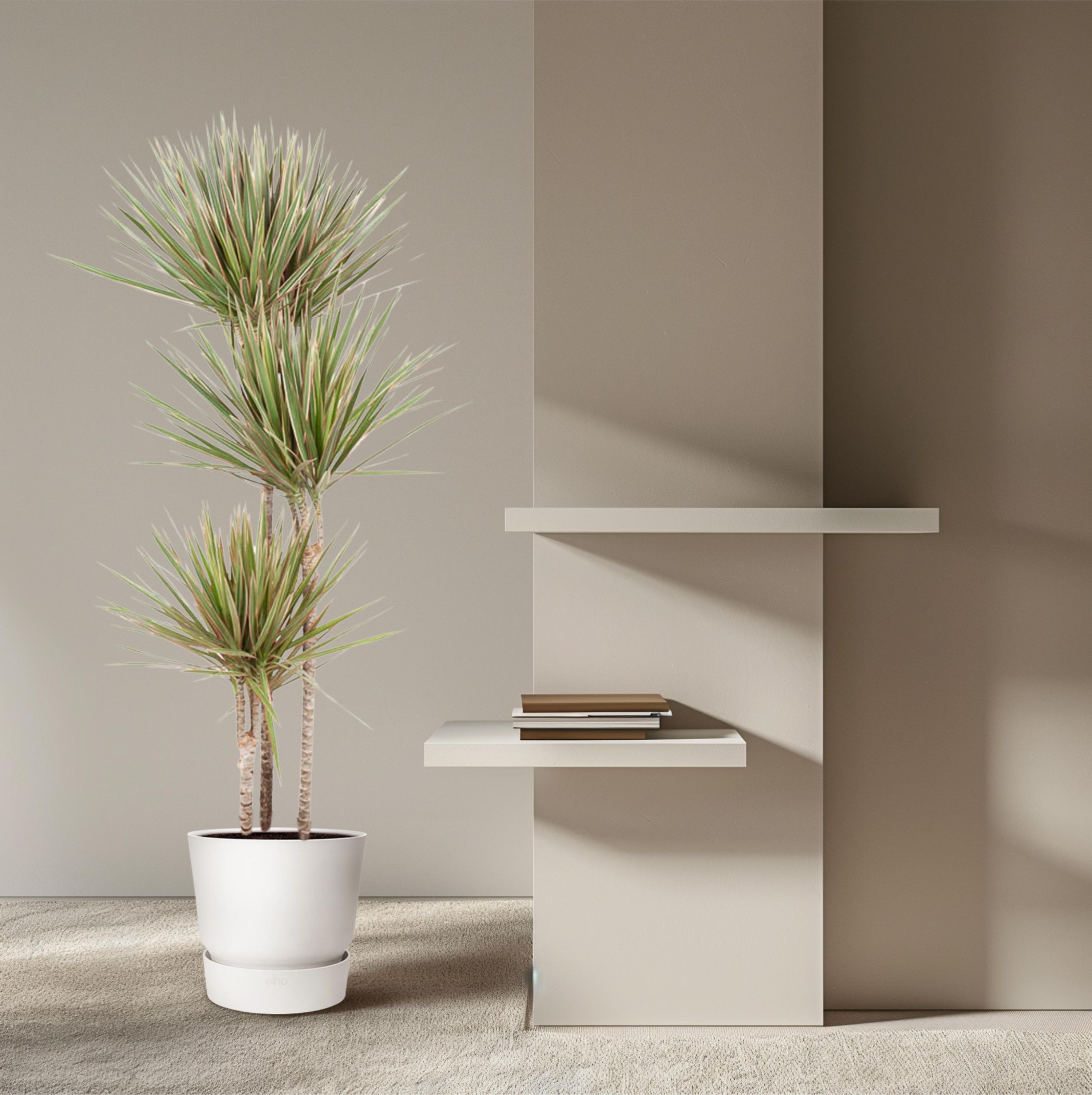 Dracaena Bicolor - Elegante Zimmerpflanze mit zweifarbigen Blättern