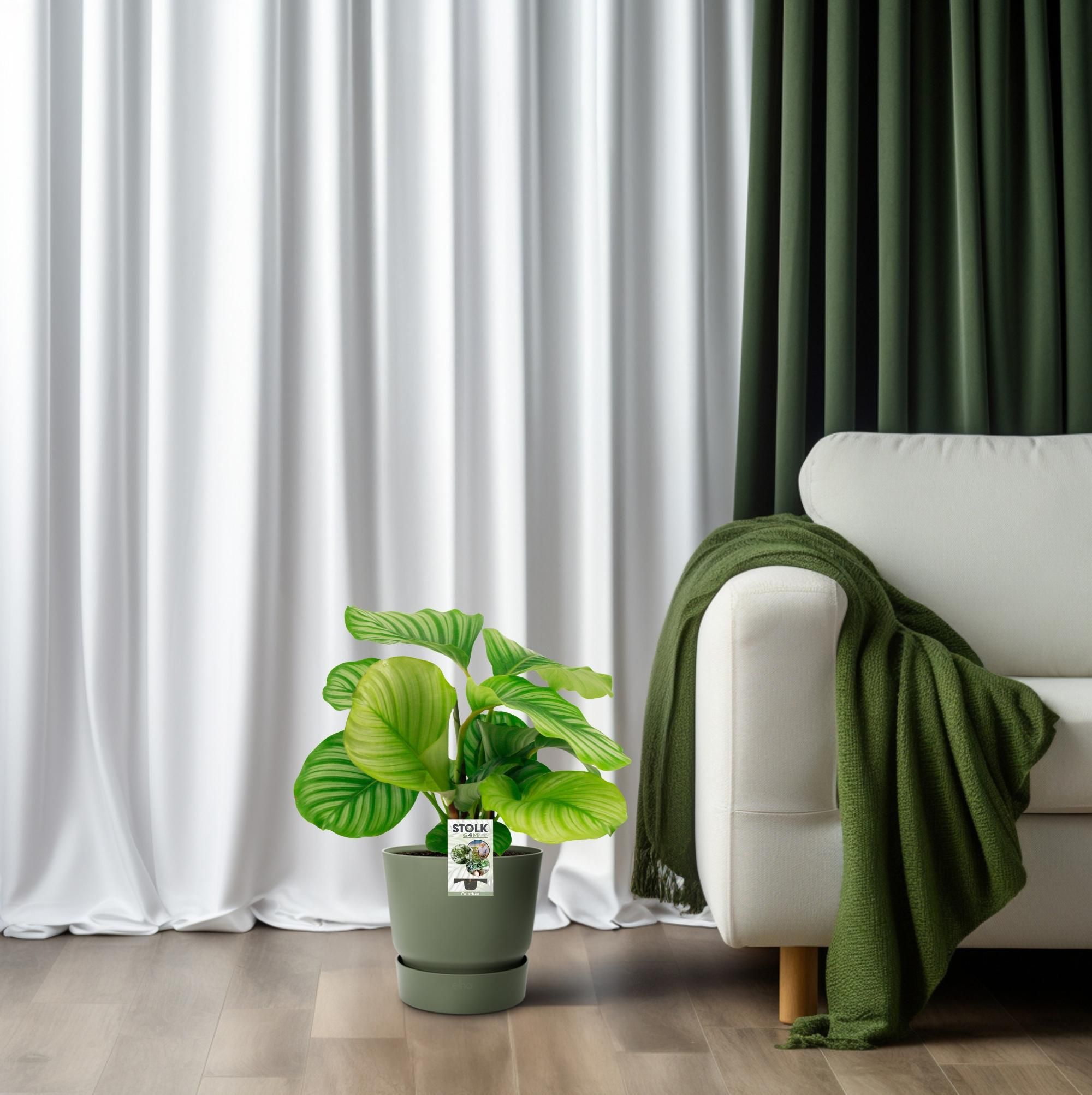 Calathea Orbifolia Zimmerpflanze mit prächtigen Blättern