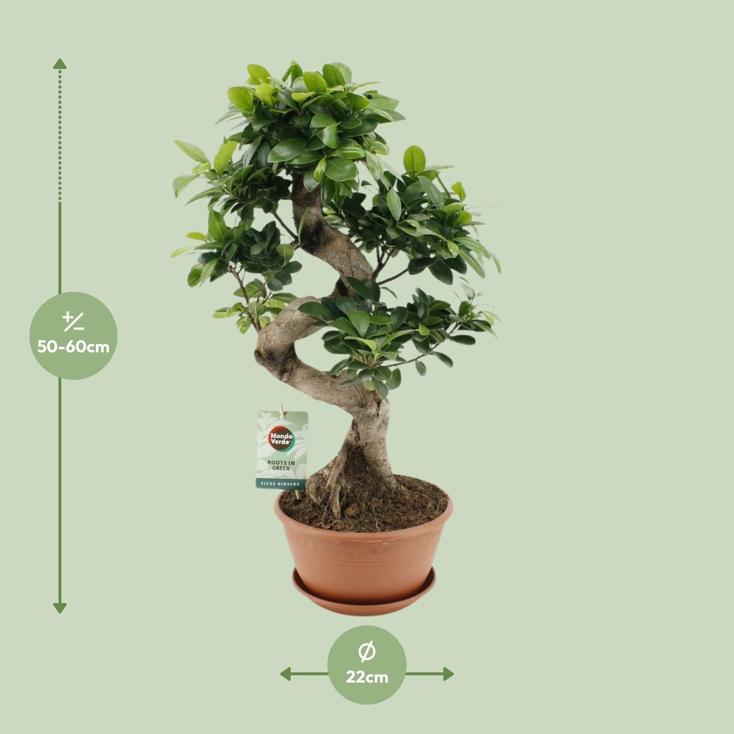 Ficus Ginseng Zimmerpflanze