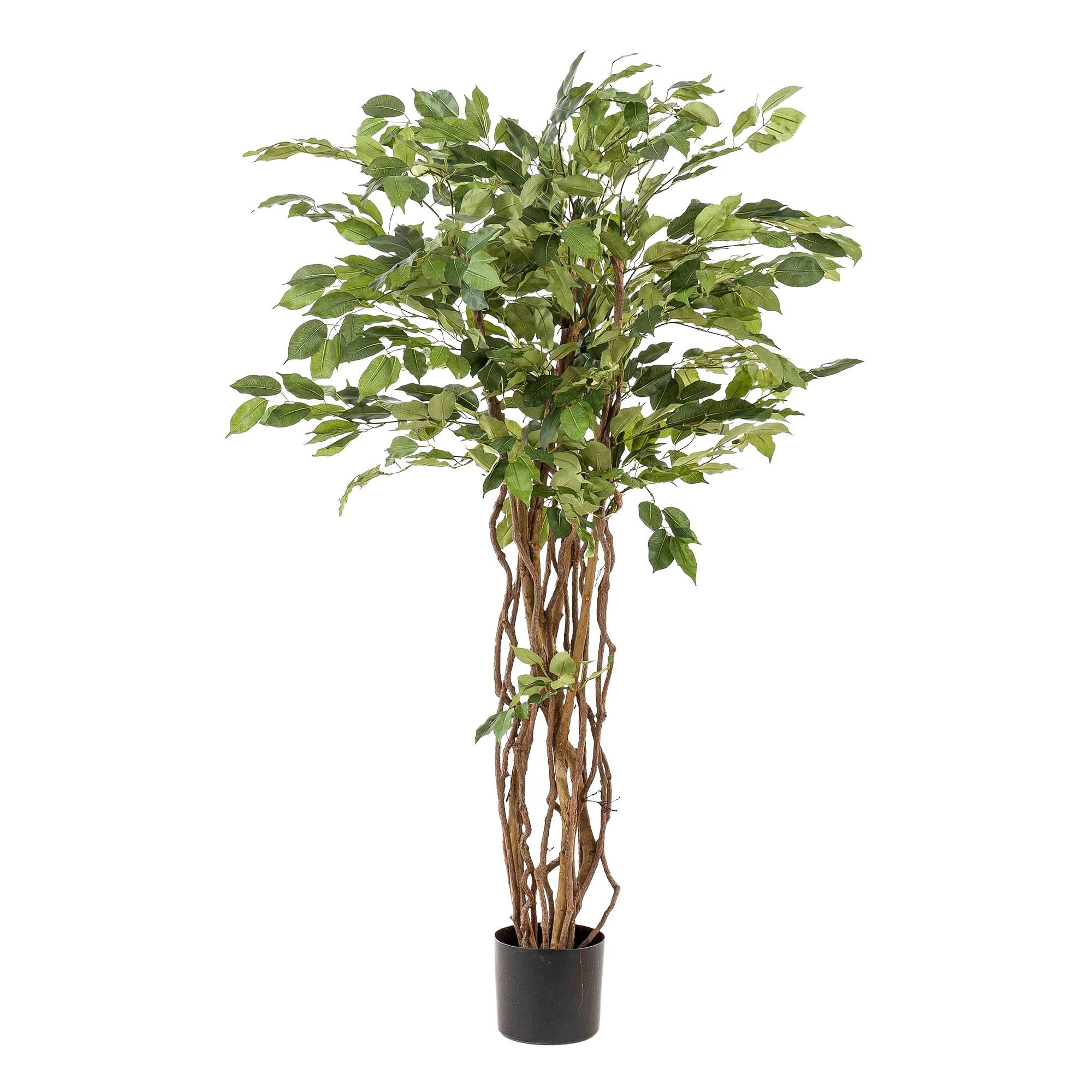 Kunstpflanze Ficus Liana – Vioolblatt – 140cm