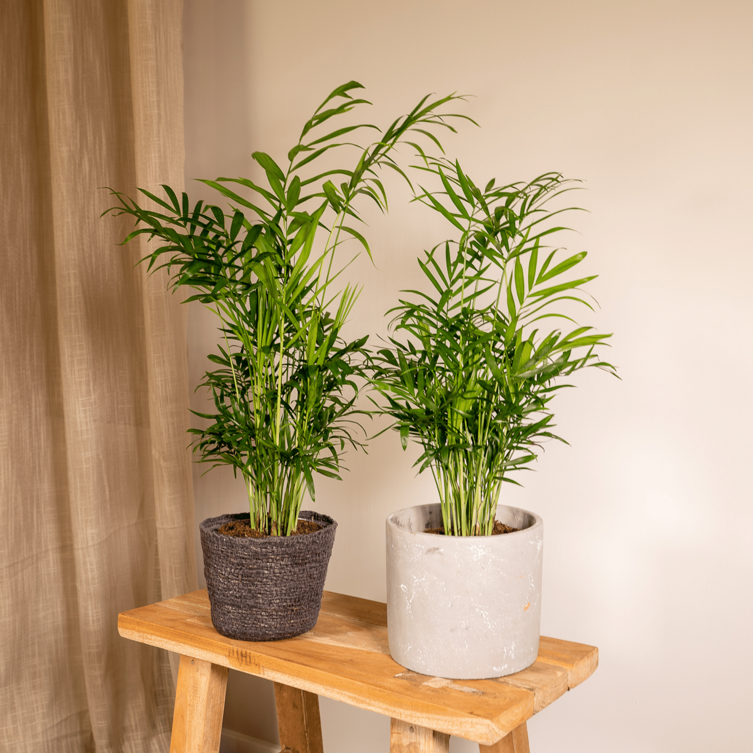 Chamaedorea Elegans - Elegante Mexikanische Bergpalme