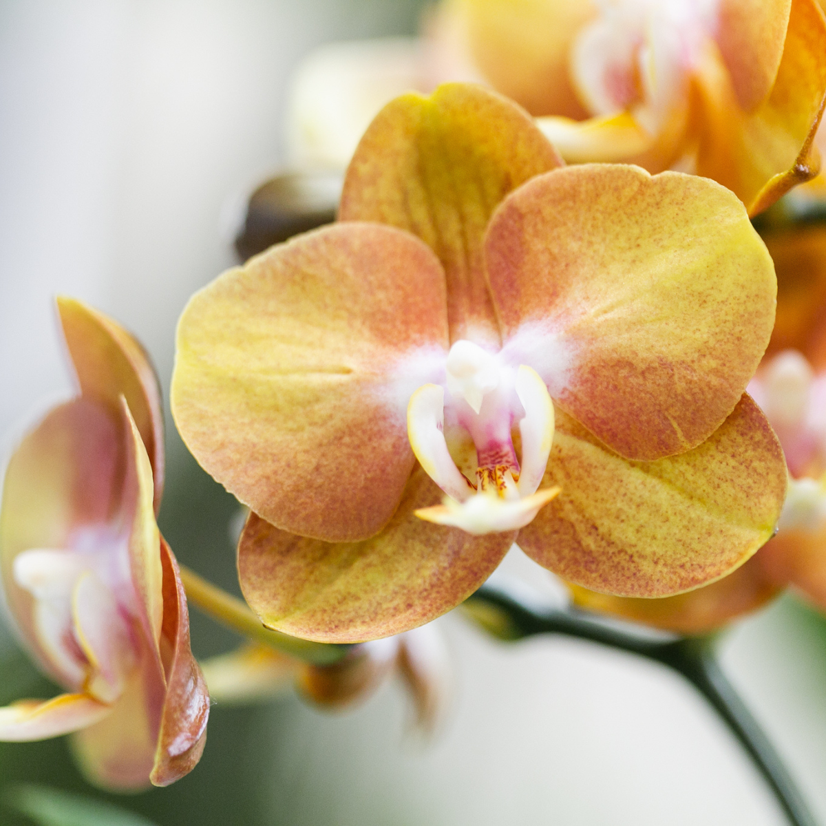 Phalaenopsis Orchidee Jewel Las Vegas Orange