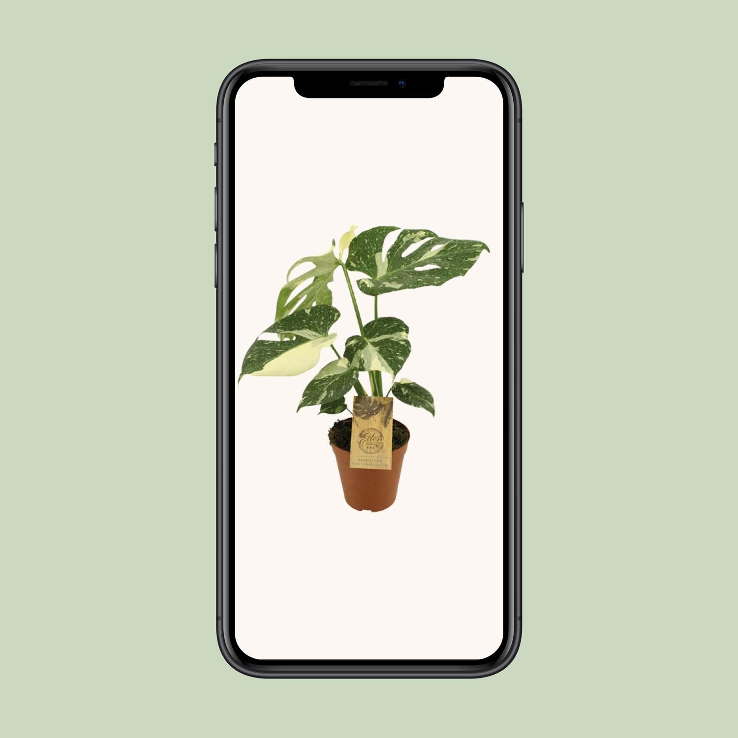 Monstera Thai Constellation Zimmerpflanze