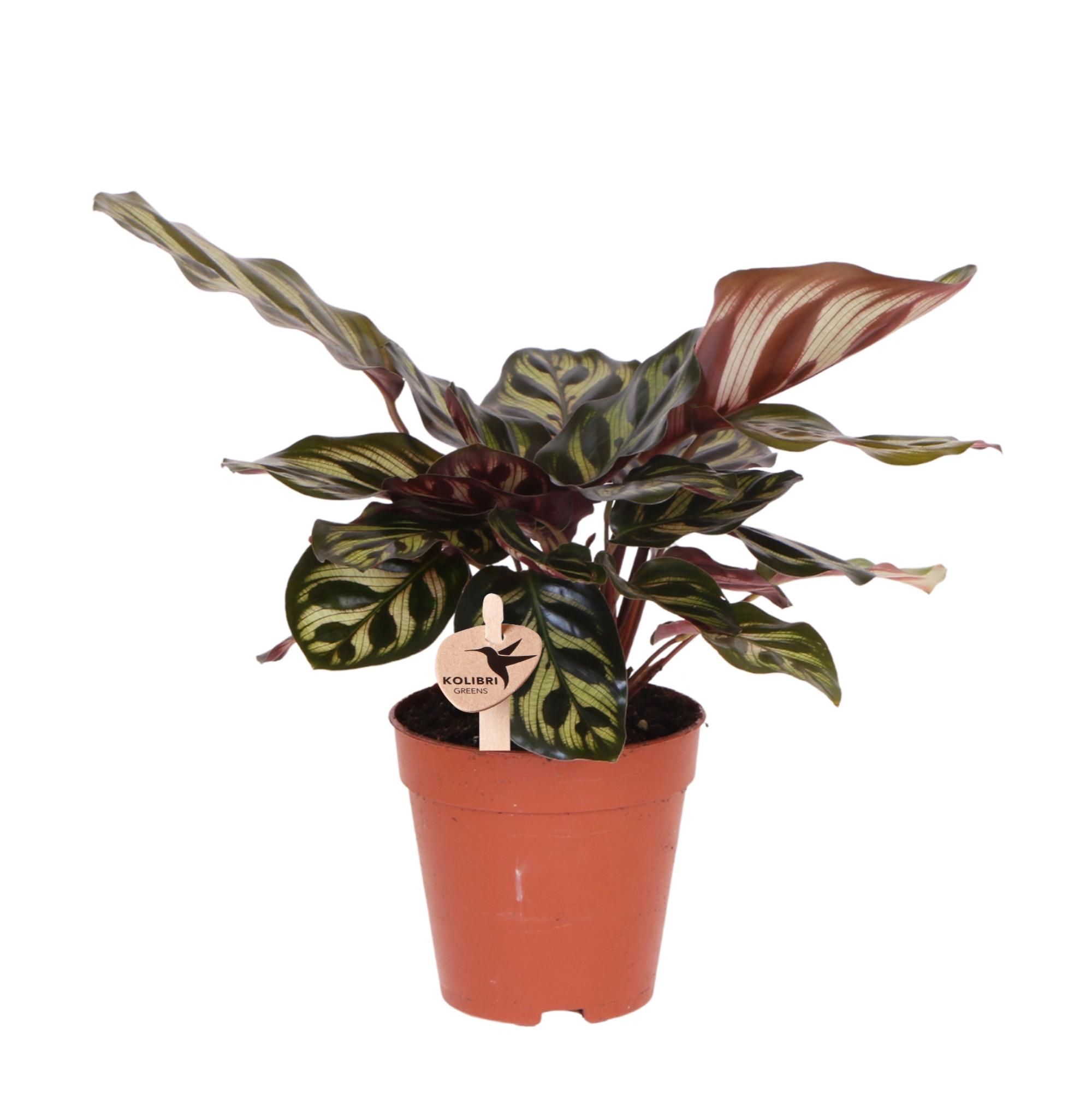 Calathea Makoyana grüne Zimmerpflanze