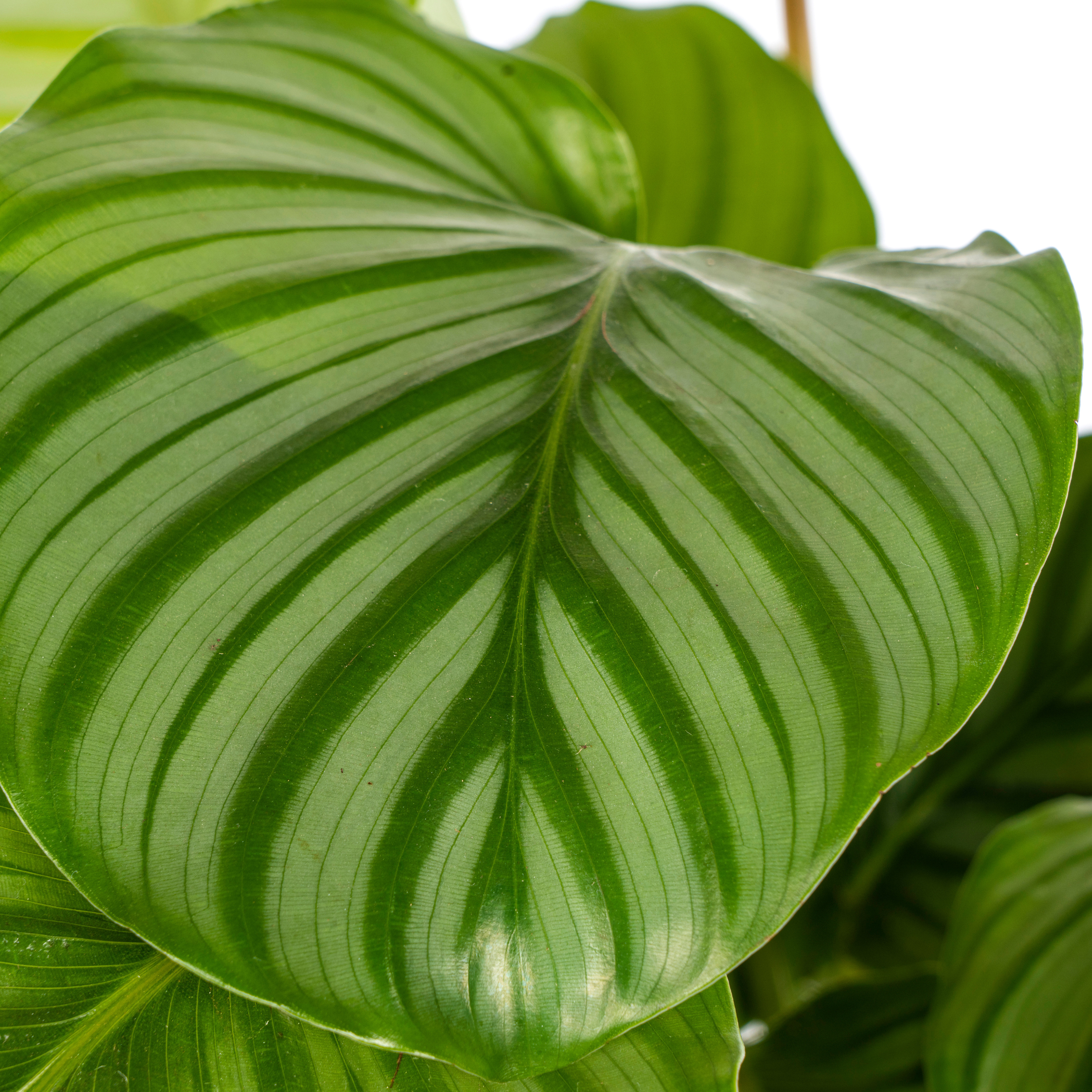 Calathea Orbifolia – Buschartig & Tropisch – Ø17cm Topf