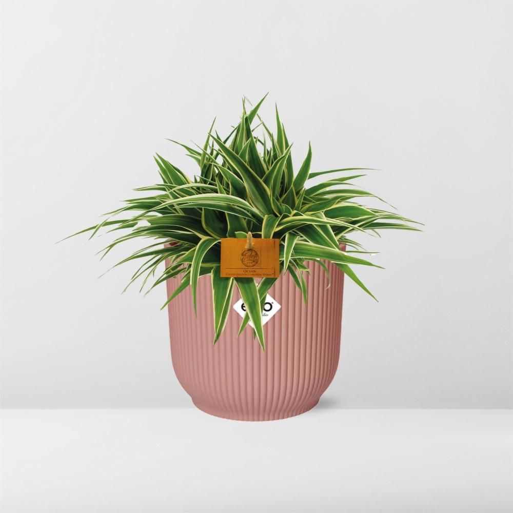 Chlorophytum Spinnenpflanze in ELHO Vibes Fold Topf
