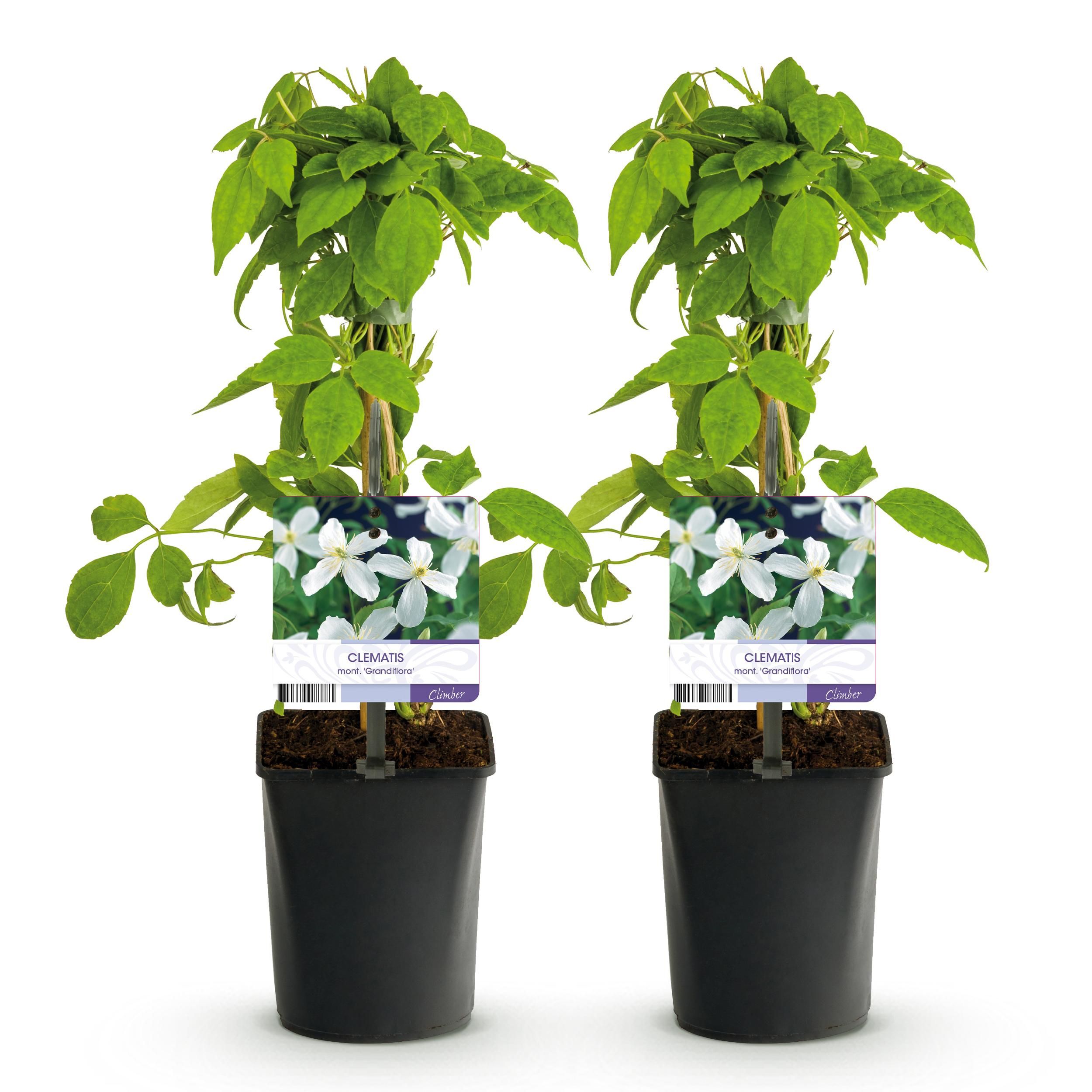 Clematis montana Grandiflora – Weiß blühend – Pflegeleicht – Set mit 2 Pflanzen