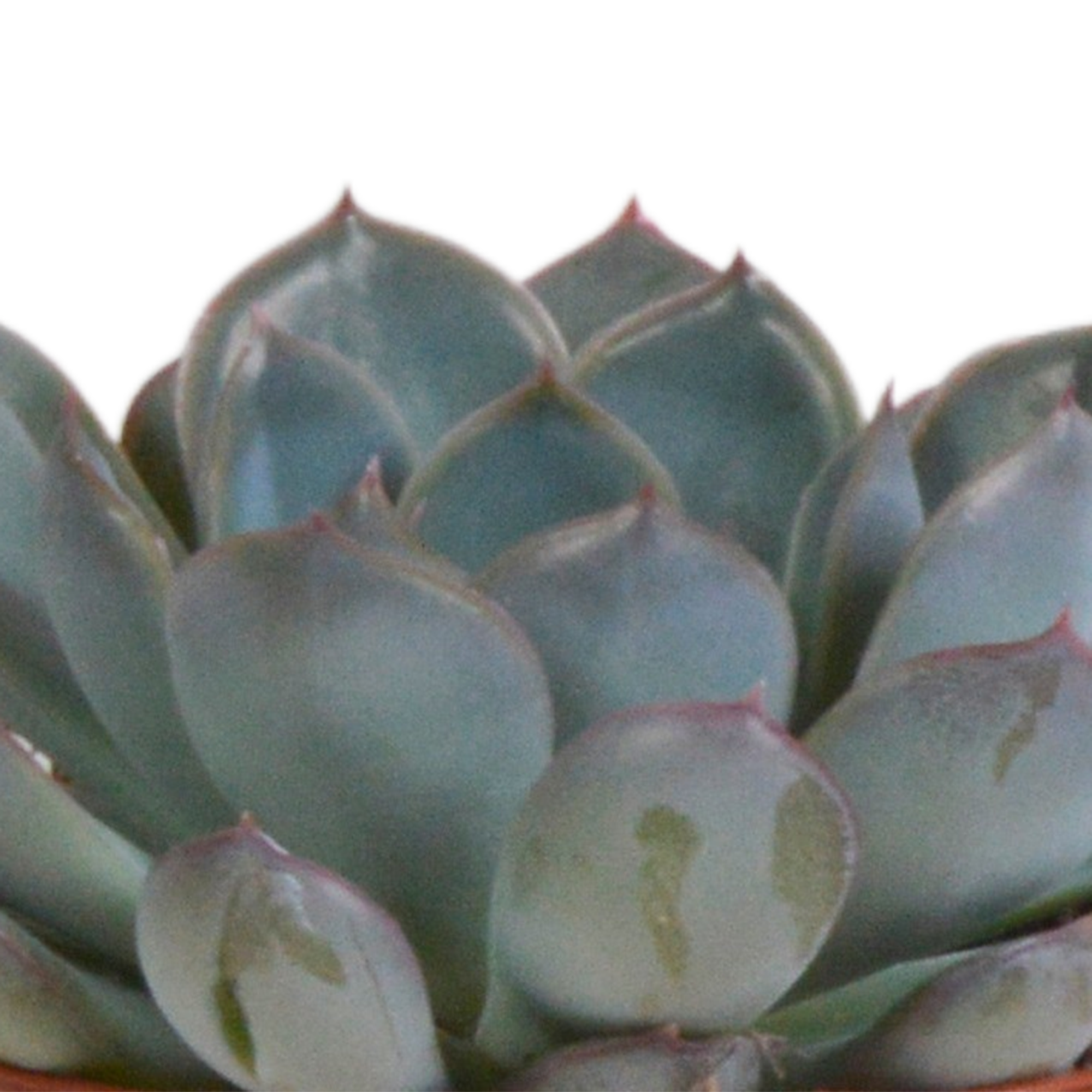 Echeveria Mix im Terrakotta Topf
