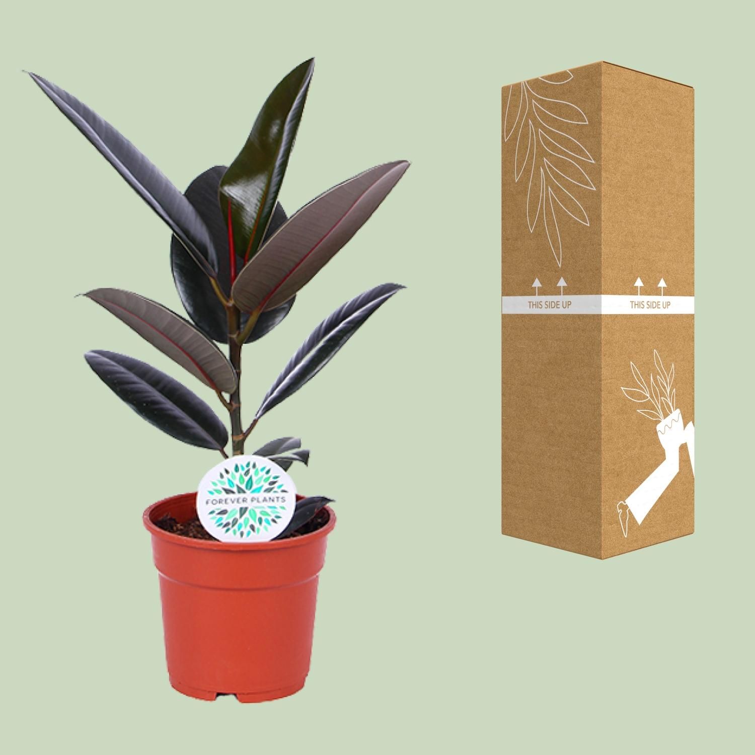 Ficus Elastica Abidjan Zimmerpflanze