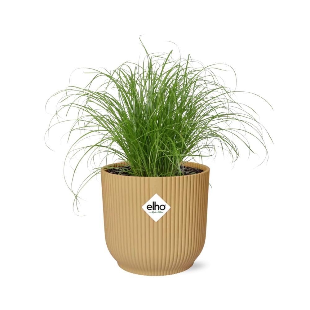 Cyperus Alternifolius Schirmpflanze im ELHO Fold Topf