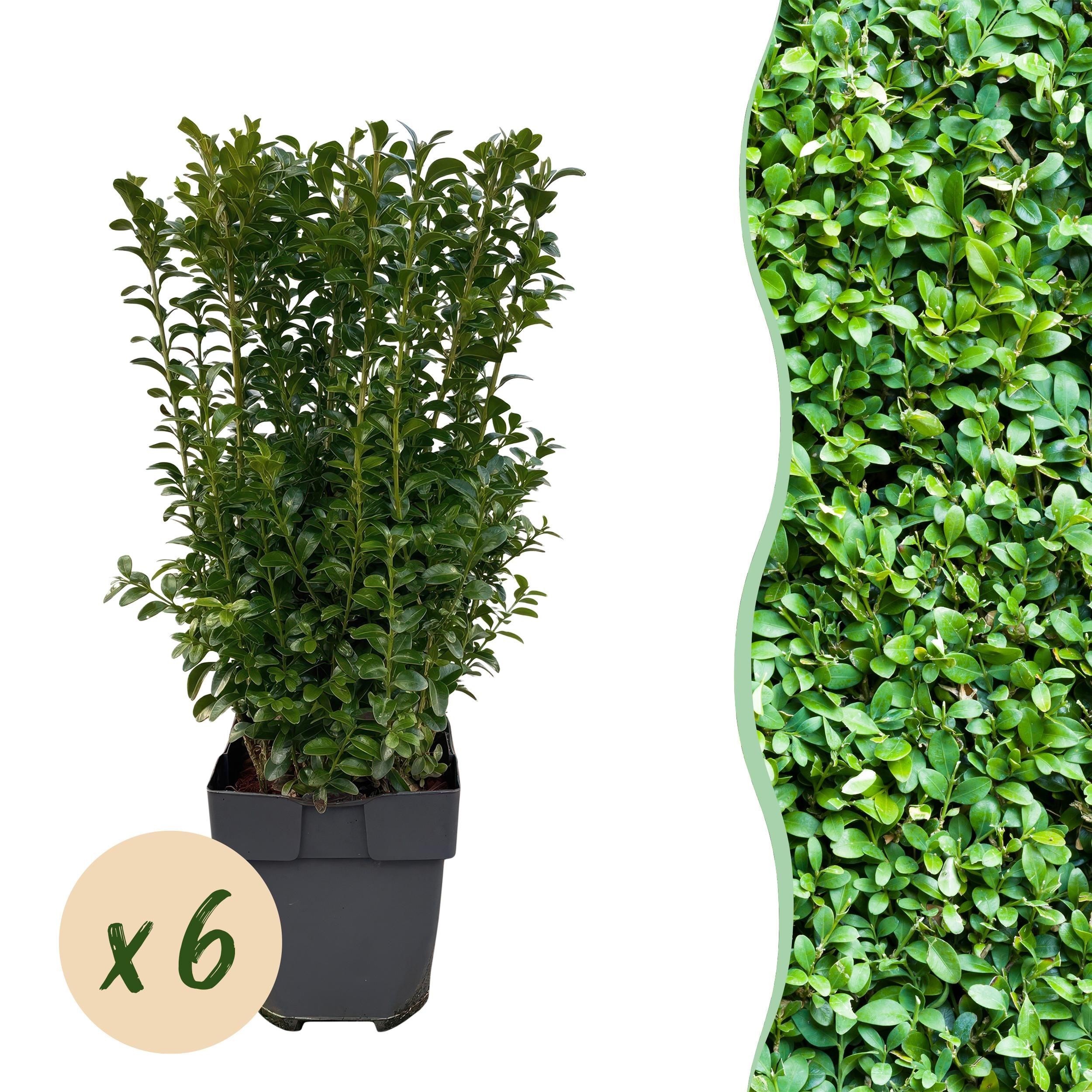 Buxus sempervirens Set – immergrün | 6 Pflanzen für 1 Meter Hecke