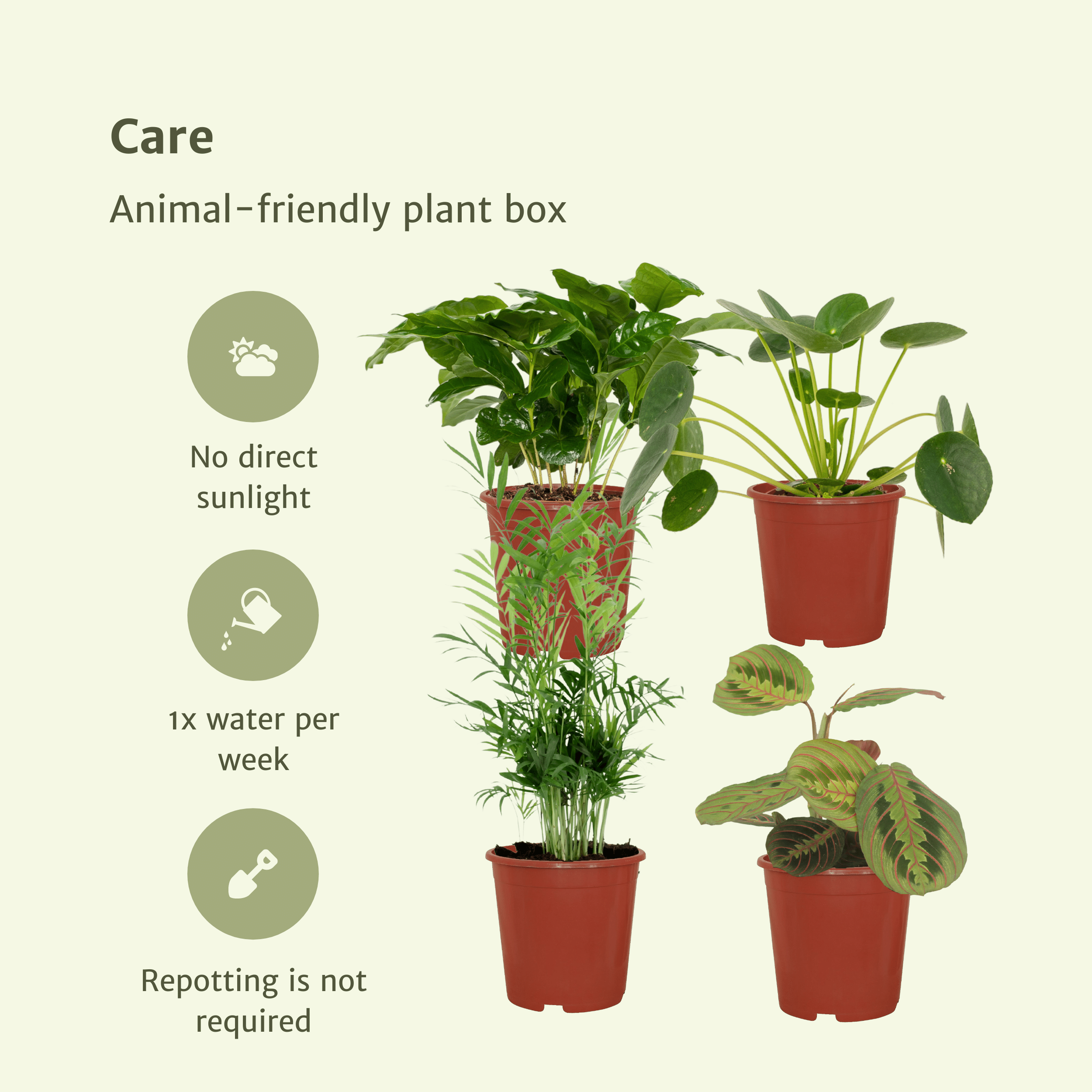 Tierfreundliche Pflanzen Box 4 Stück – Ø12cm – ↕20-40cm