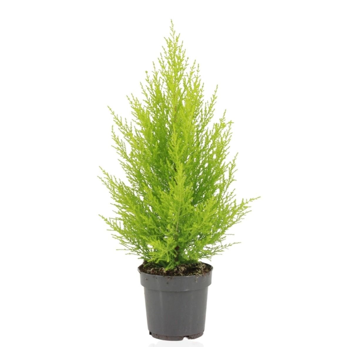 Goldgelbe Goldzypresse Goldcrest Wilma