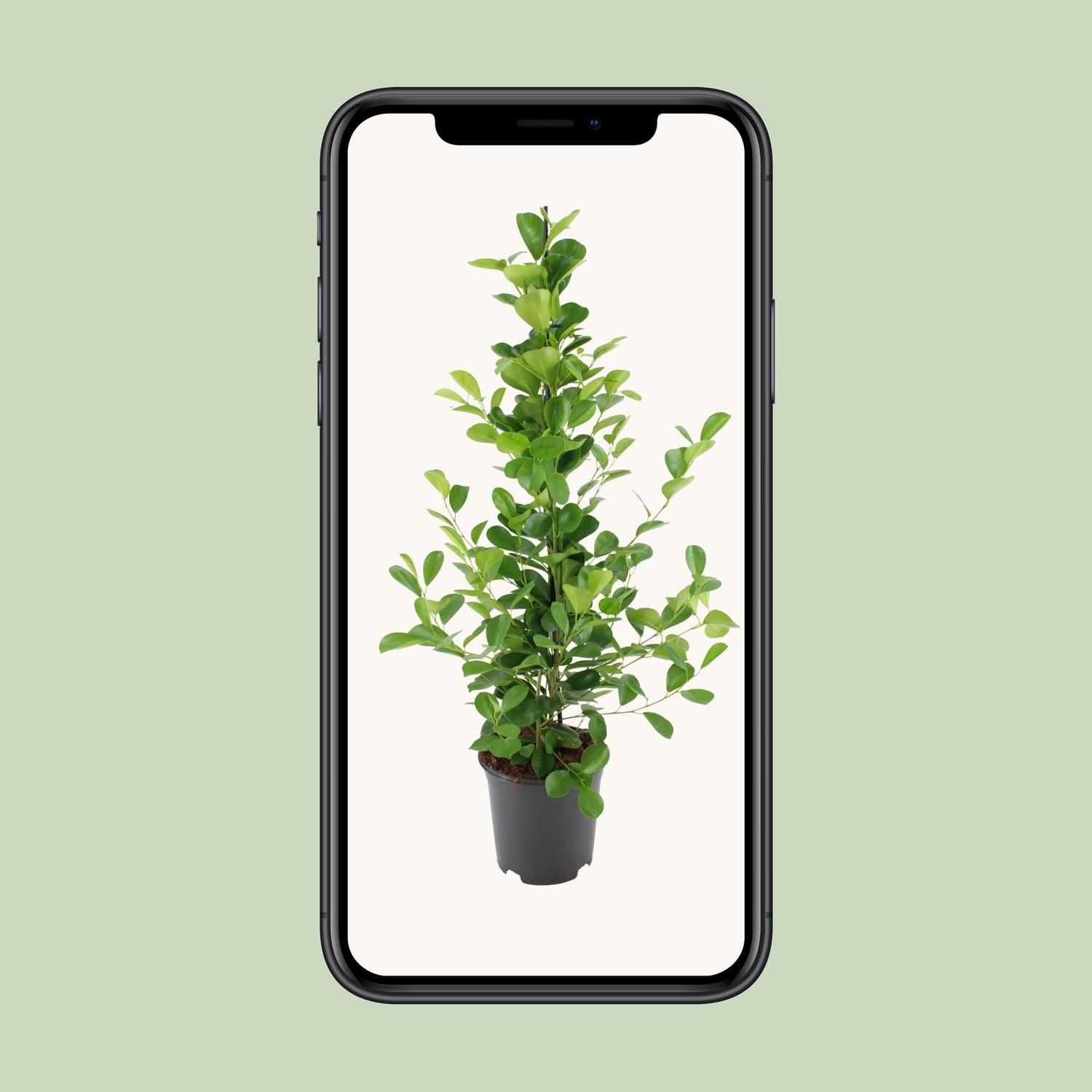 Ficus Microcarpa Moclame Zimmerpflanze
