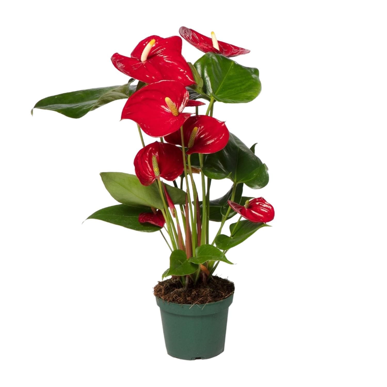 Anthurium Red Indoorpflanze