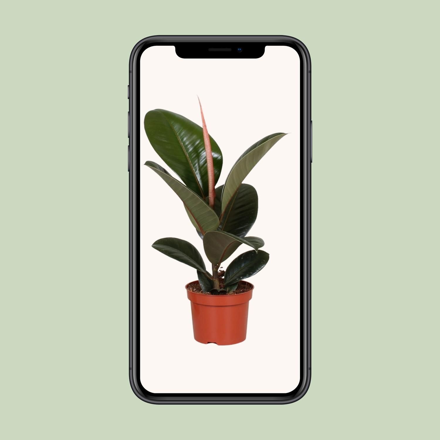 Ficus Elastica Robusta - eleganter Zimmerbaum