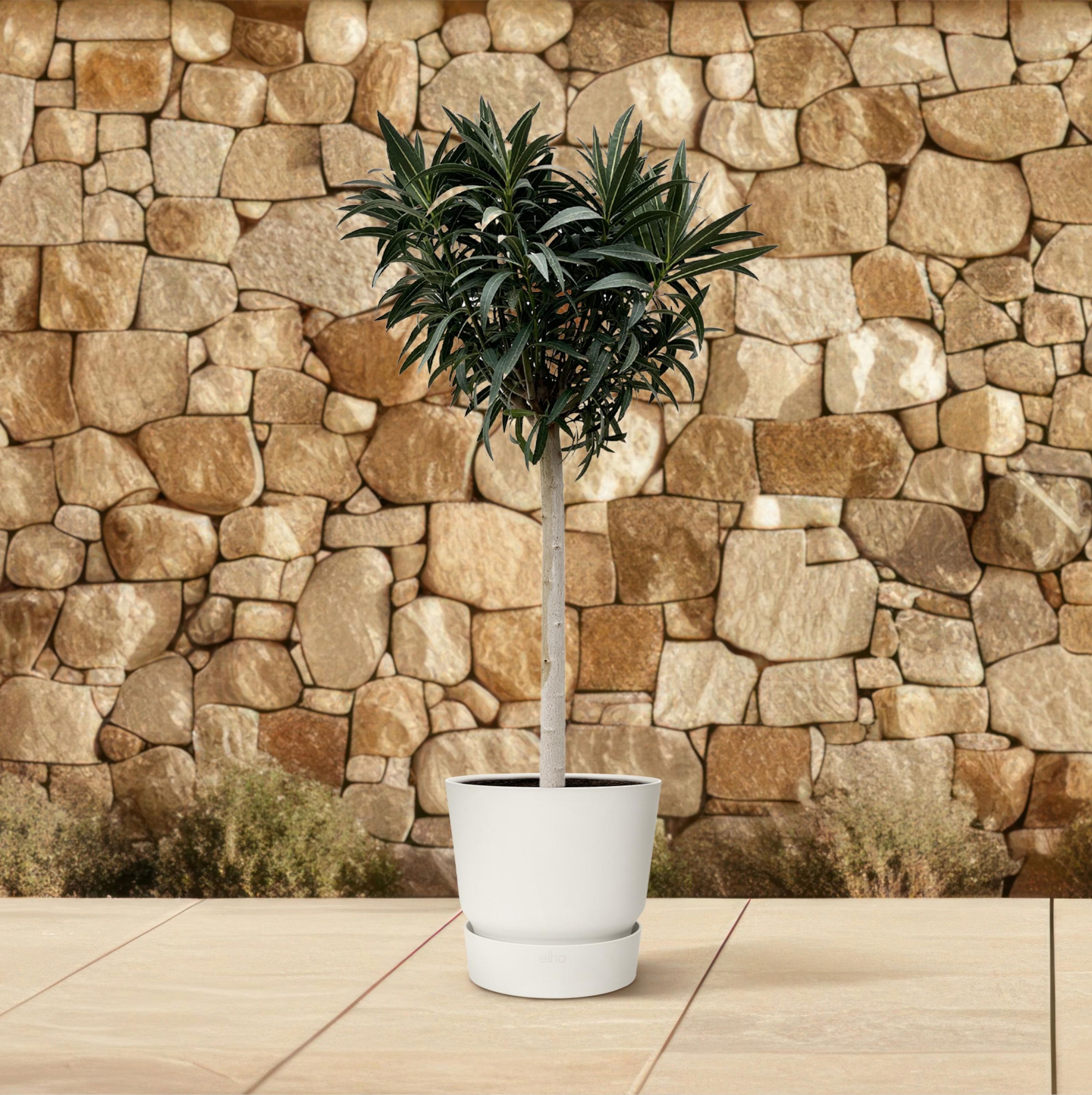 Nerium Oleander auf Stamm mit roten Blüten