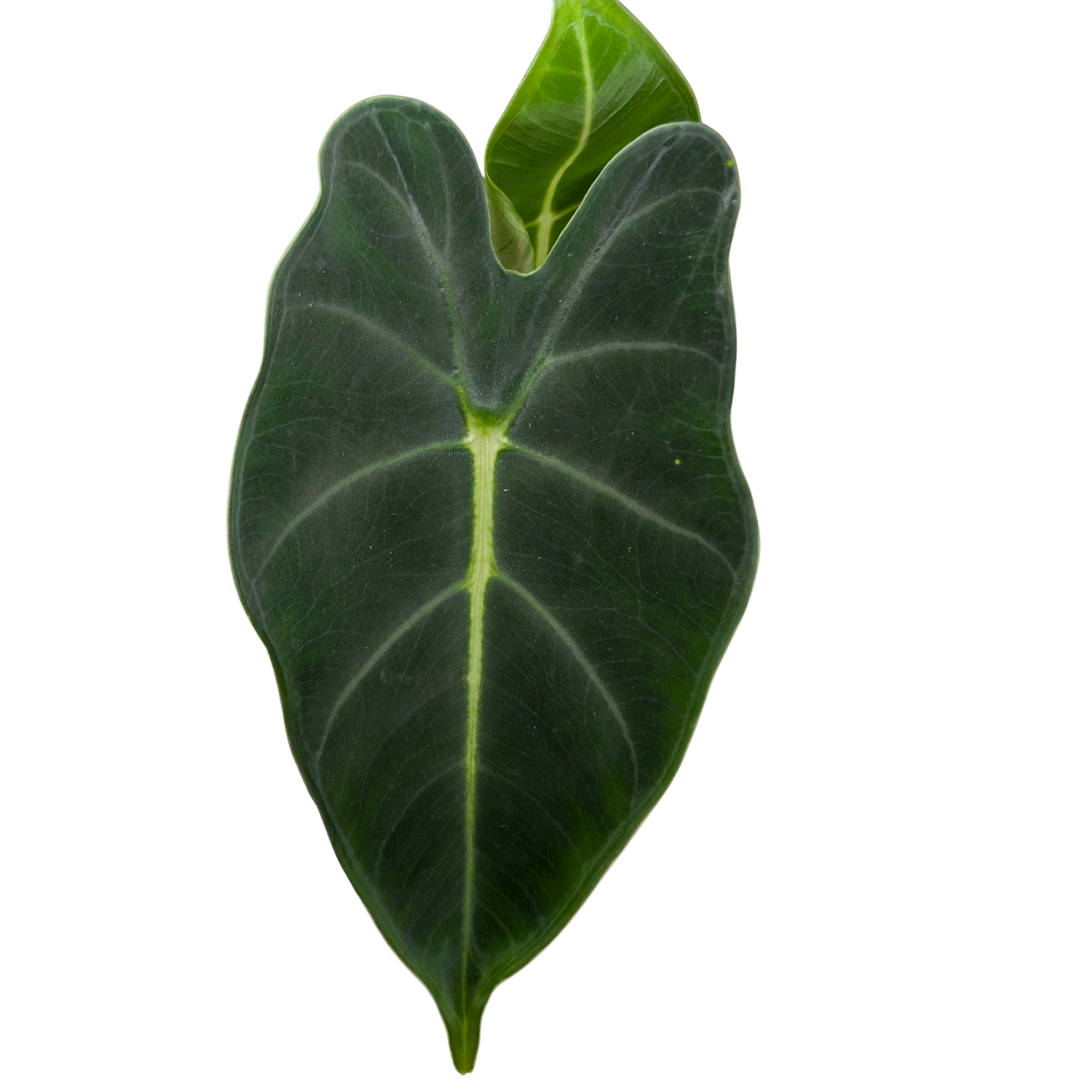 Baby Alocasia micholitziana frydek + selbstbewässernder Übertopf