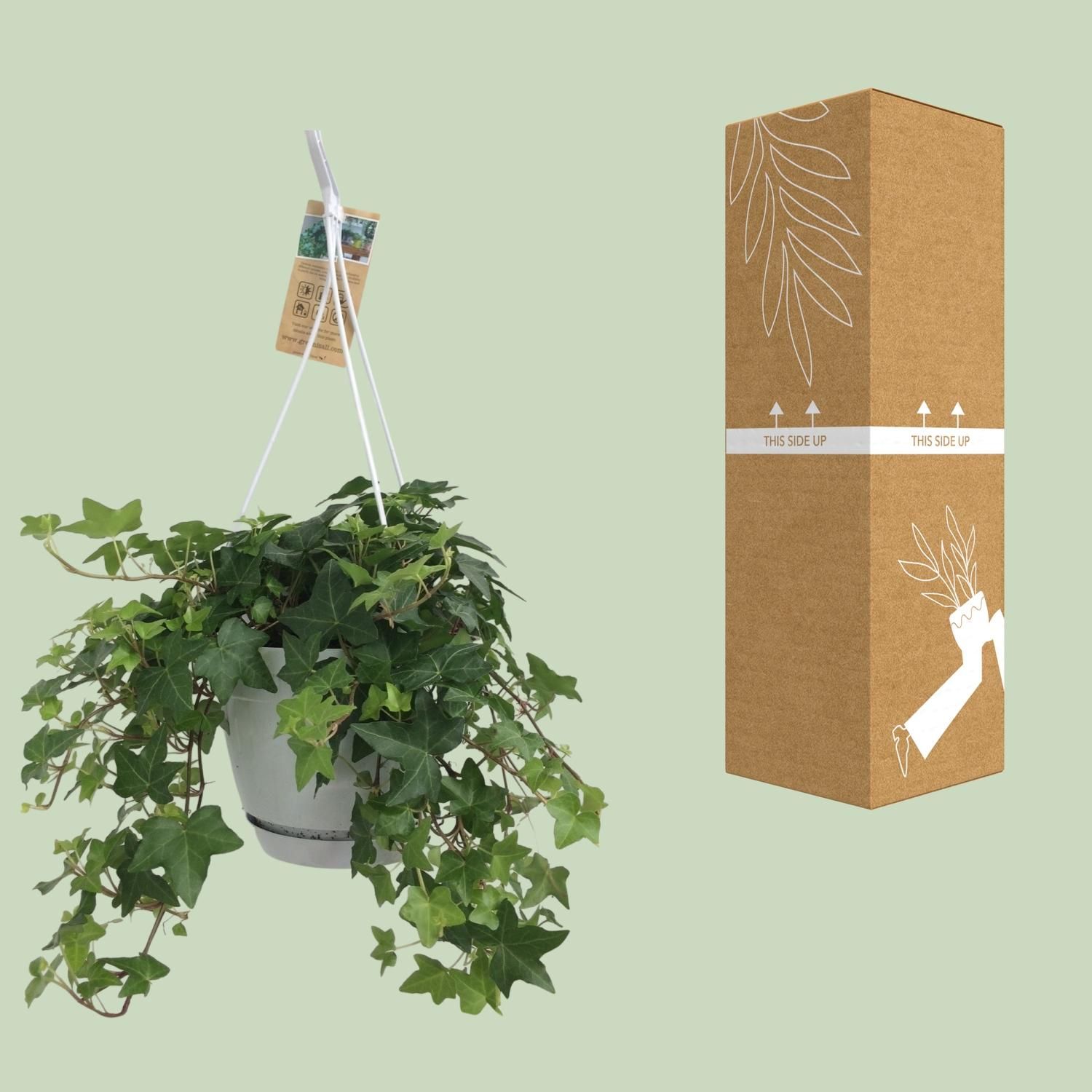 Hedera Helix Grün – Hängeampel Weiß – Ø17cm