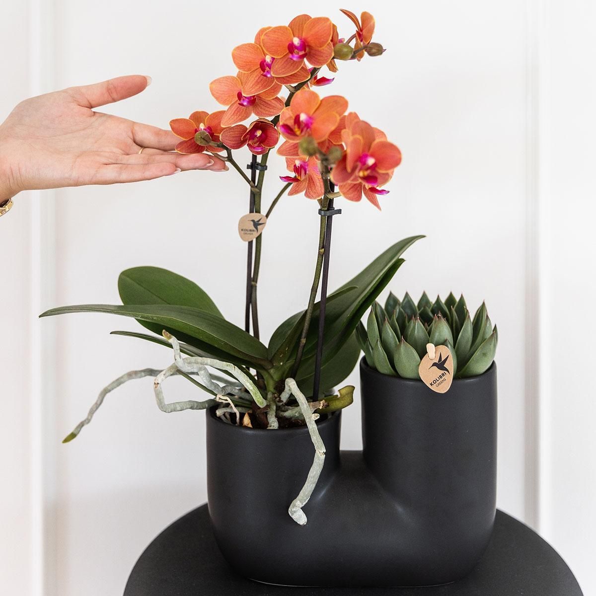 Exotisches Set: Orchidee orange & Sukkulente im Röhrentopf Schwarz – Ø9cm Topf – Blühende Zimmerpflanze