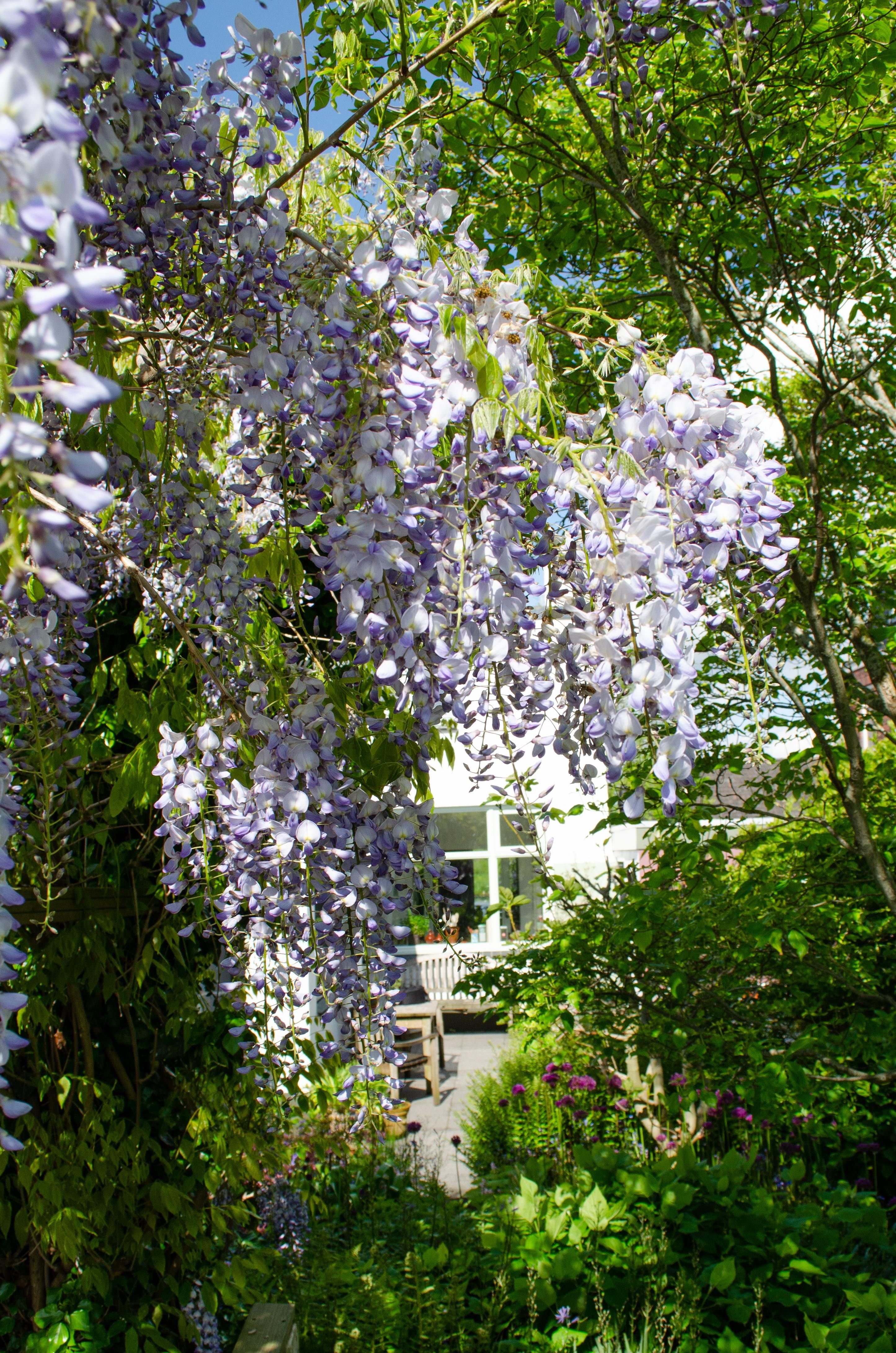 Wisteria sinensis Caroline Kletterpflanze mit purpurnen Blüten