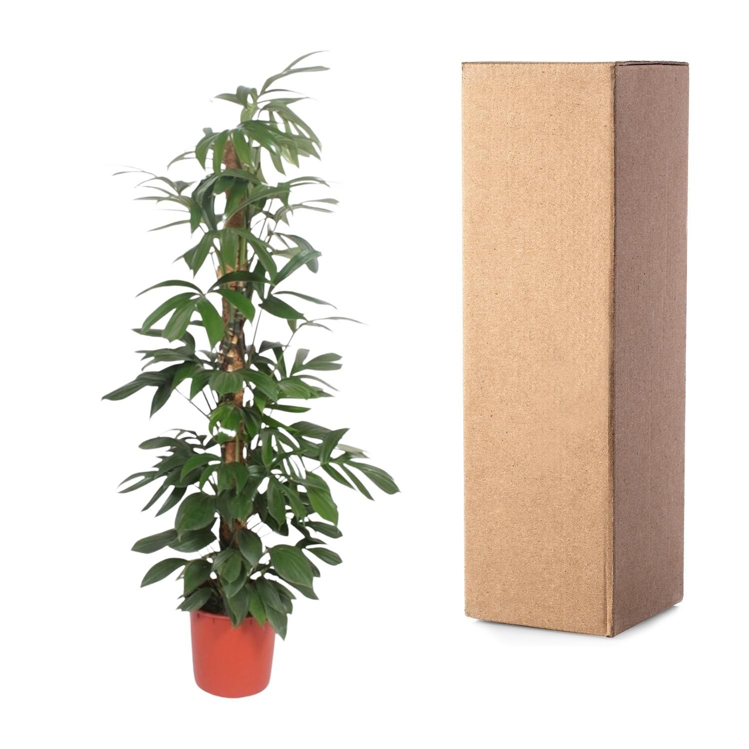 Philodendron Dragon Tail Zimmerpflanze