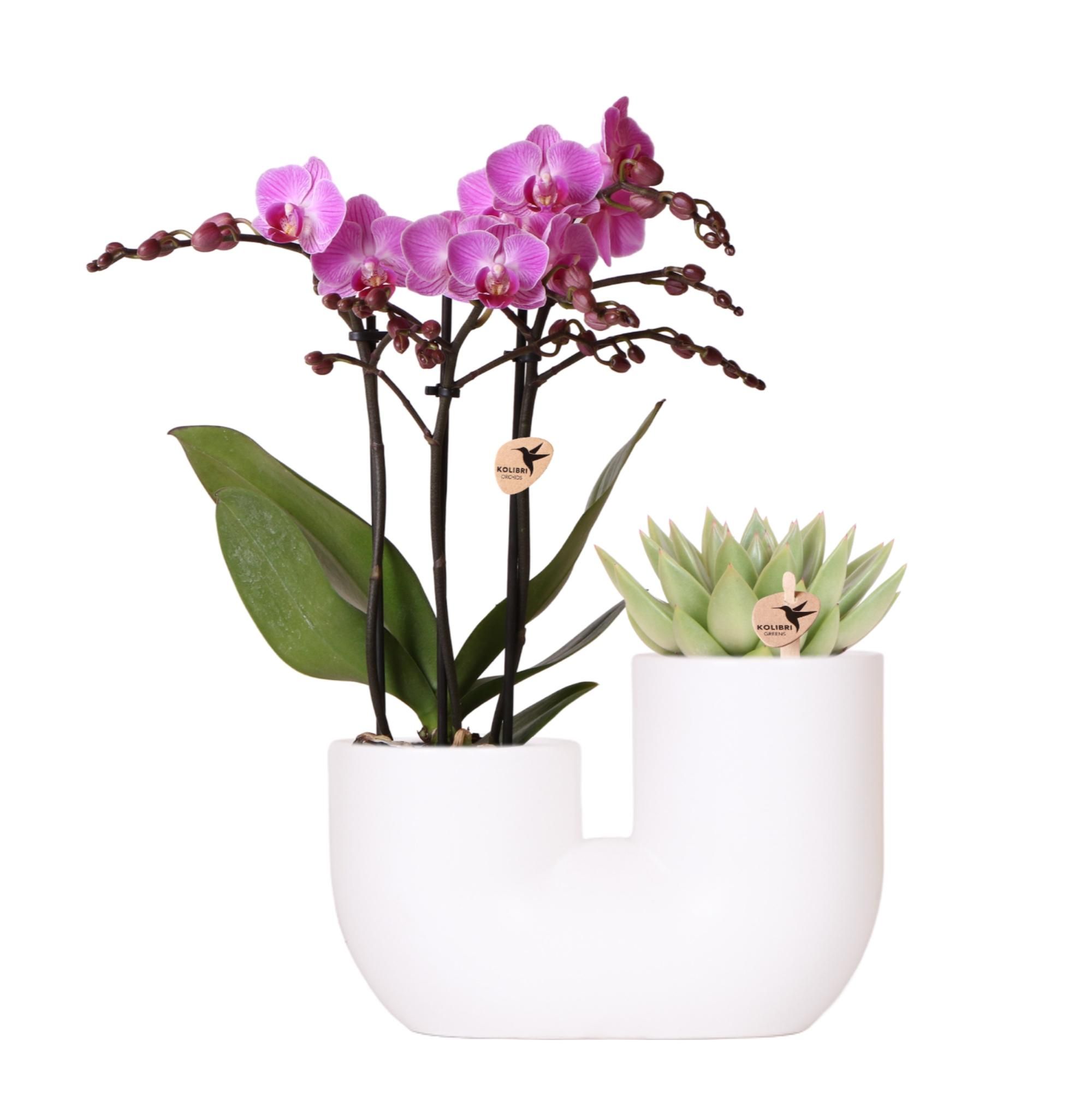 Rosa Orchidee Vienna & Sukkulente | Set im weißen Ziertopf | Topf Ø9cm