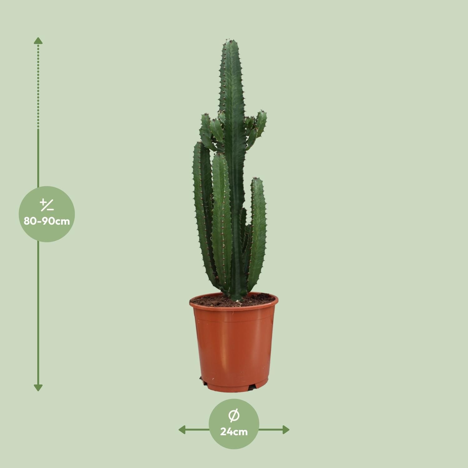 Euphorbia Trigona Zimmerpflanze mit rotem Stiel