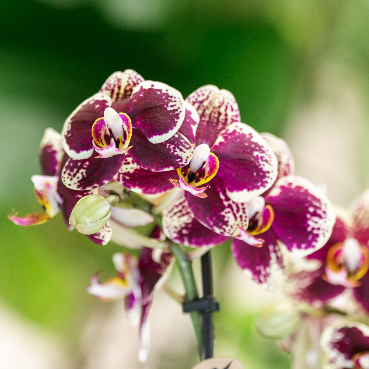Phalaenopsis Orchidee in Kupfer-Ziertopf