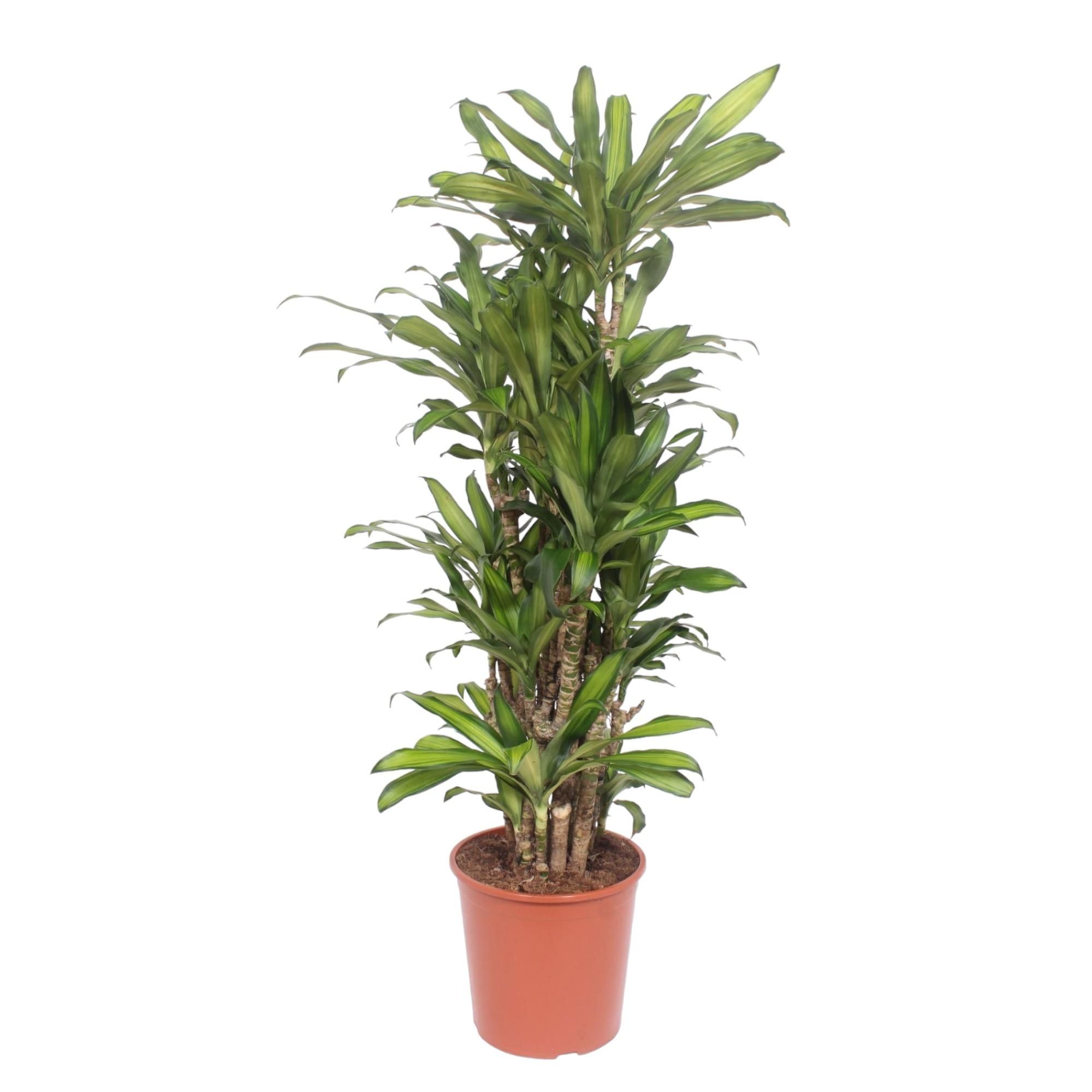 Dracaena Eve - Elegante Zimmerpflanze mit Spiralenblättern