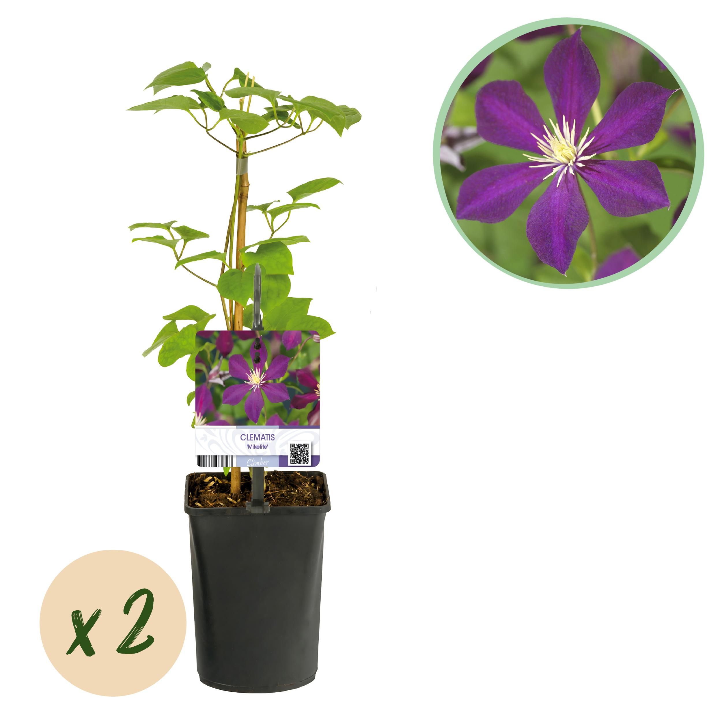 Clematis Mikelite – Lila Blüten – Wenig Pflege – 2 Pflanzen