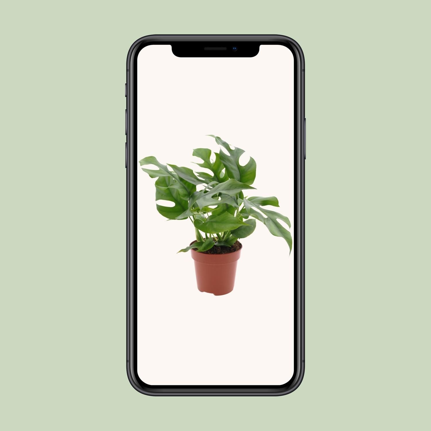Monstera Minima Zimmerpflanze
