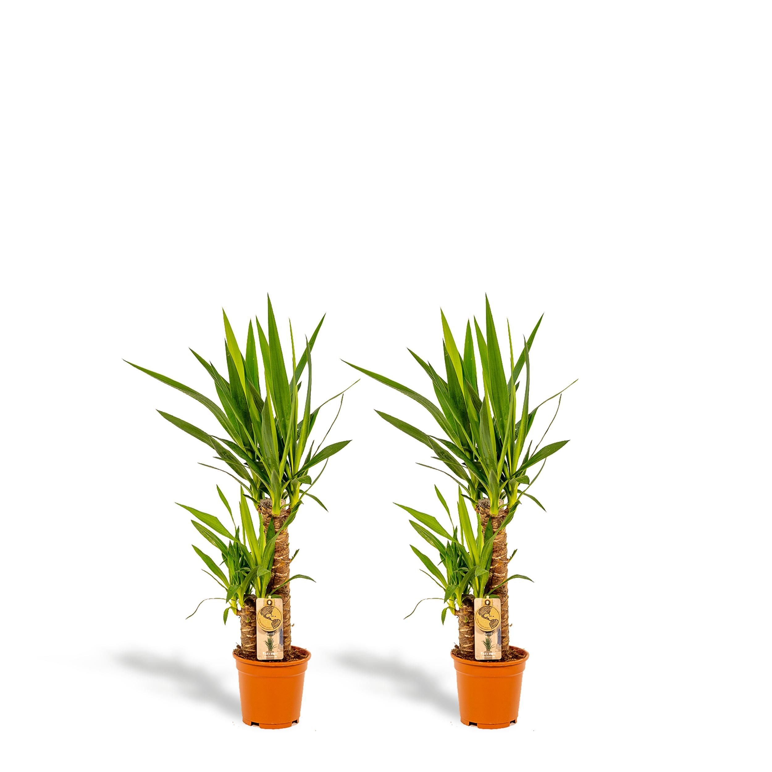 Yucca Elephantipes Zimmerpflanze im Doppelset