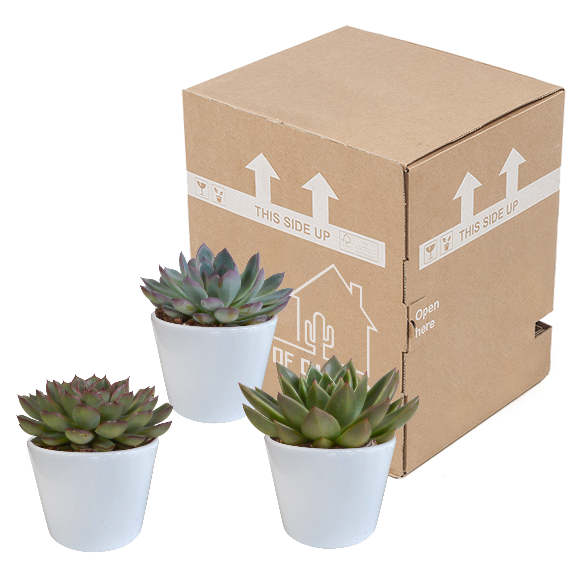 Echeveria Mix Sukkulenten im weißen Topf