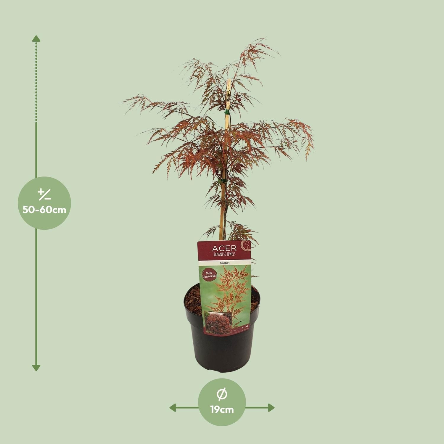 Acer Garnet – Lebendiger Ahorn mit farbenprächtigen Blättern