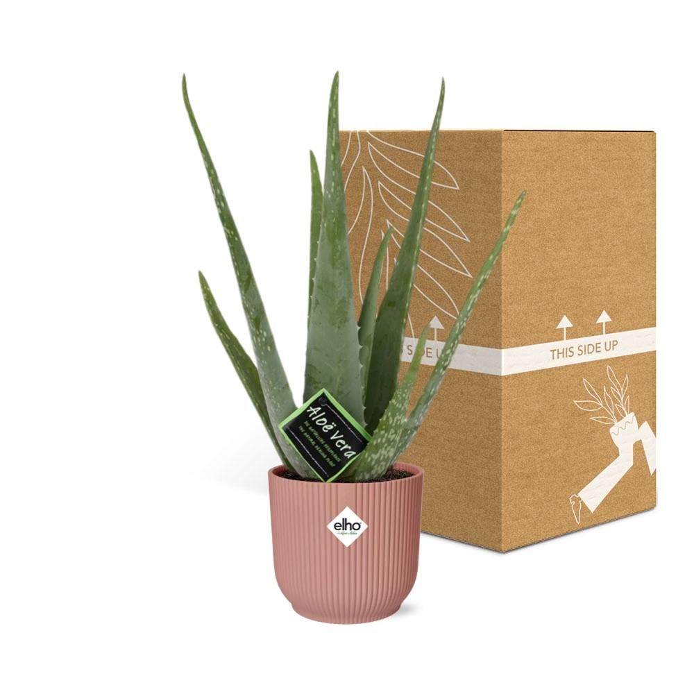 Aloe Vera Zimmerpflanze in dekorativem ELHO Vibes Fold Übertopf