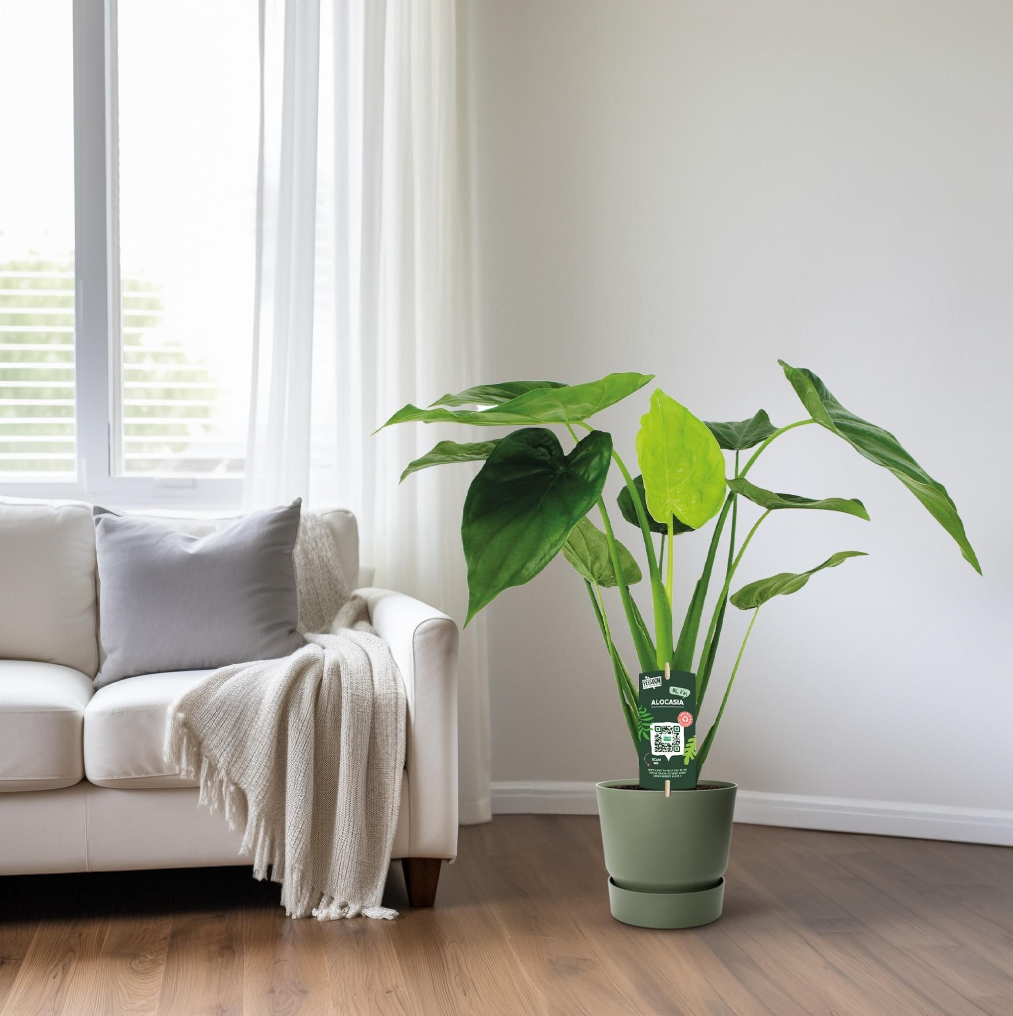 Alocasia Cucullata Elefantenohr Zimmerpflanze