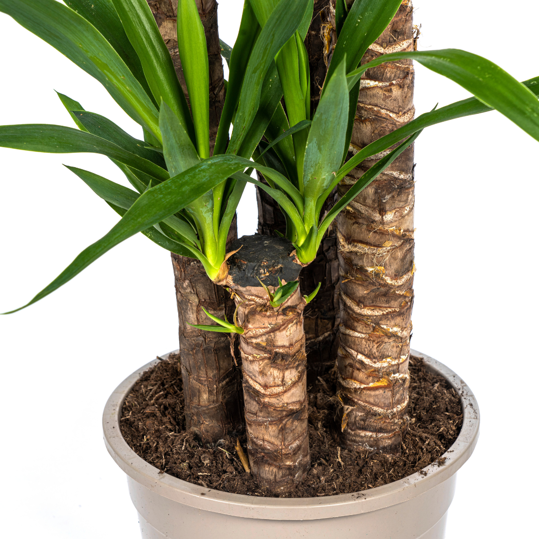 Yucca Elephantipes XL | Topf Ø27cm | Höhe 150-170cm