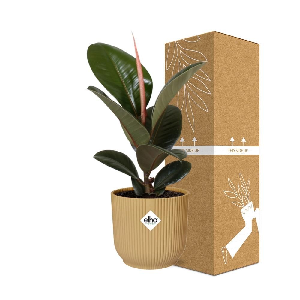 Ficus Elastica Robusta Zimmerpflanze im gelben ELHO Vibes Fold Übertopf
