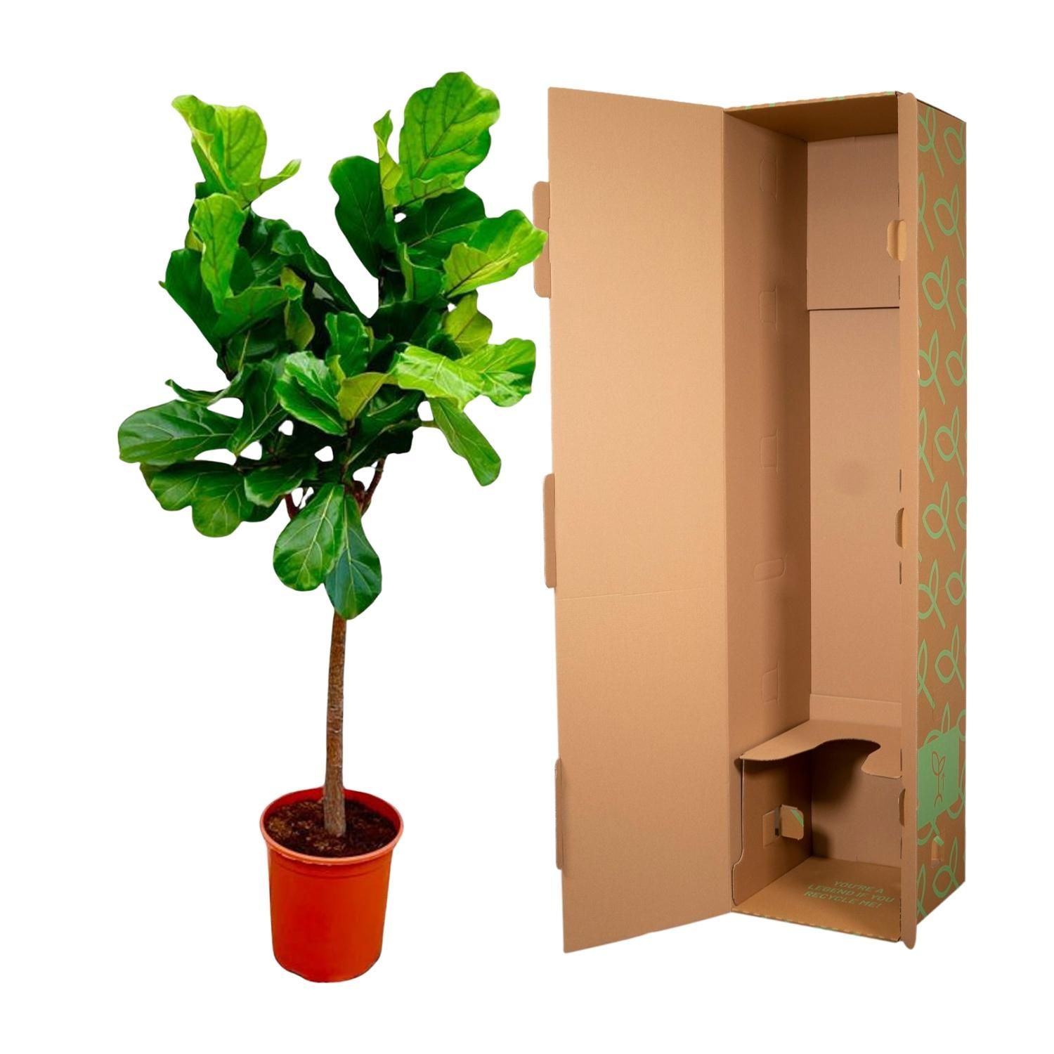 Eleganter Ficus Lyrata Zimmerpflanze mit großem Stamm