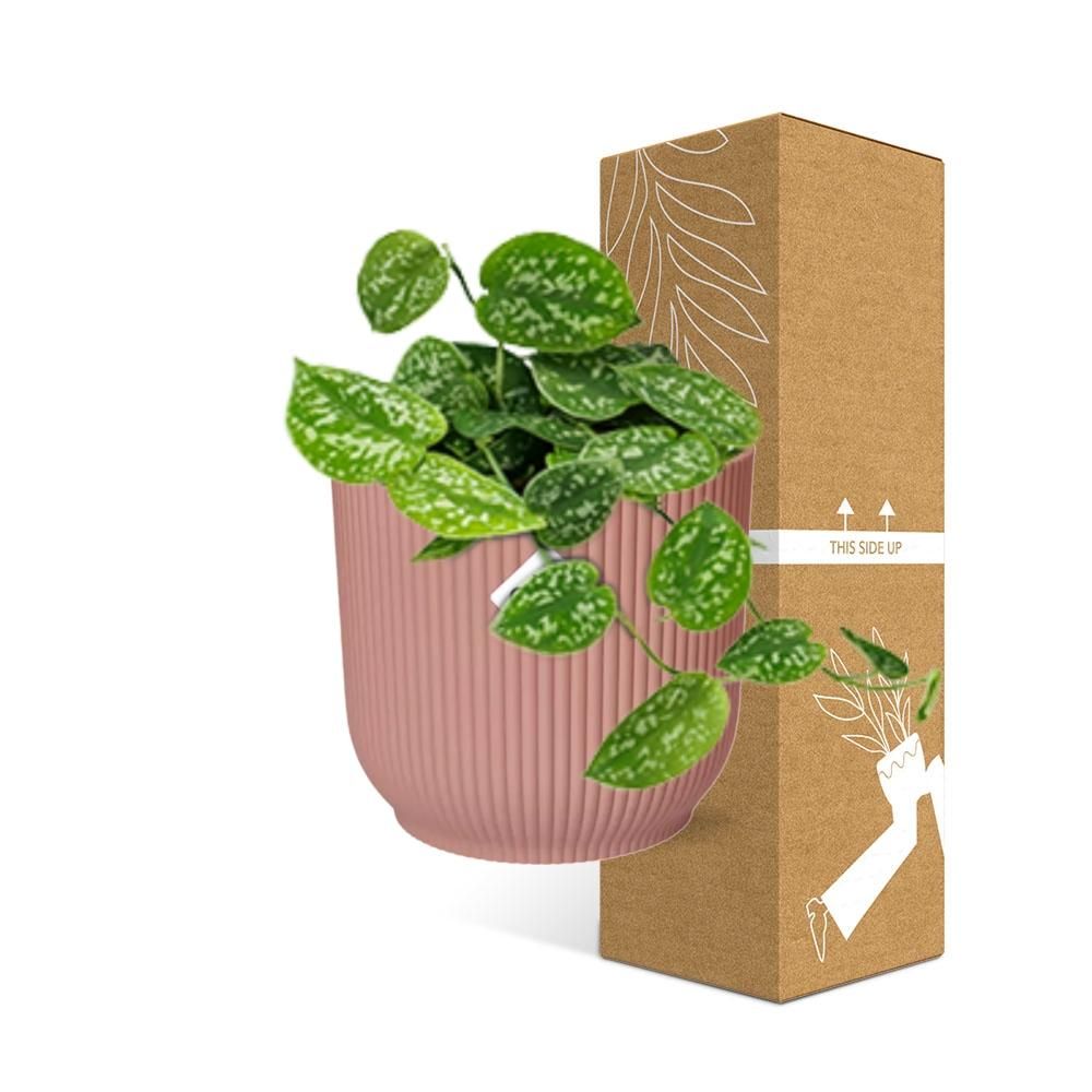 Scindapsus Pictus – Elegante Zimmerpflanze mit Luftreinigung